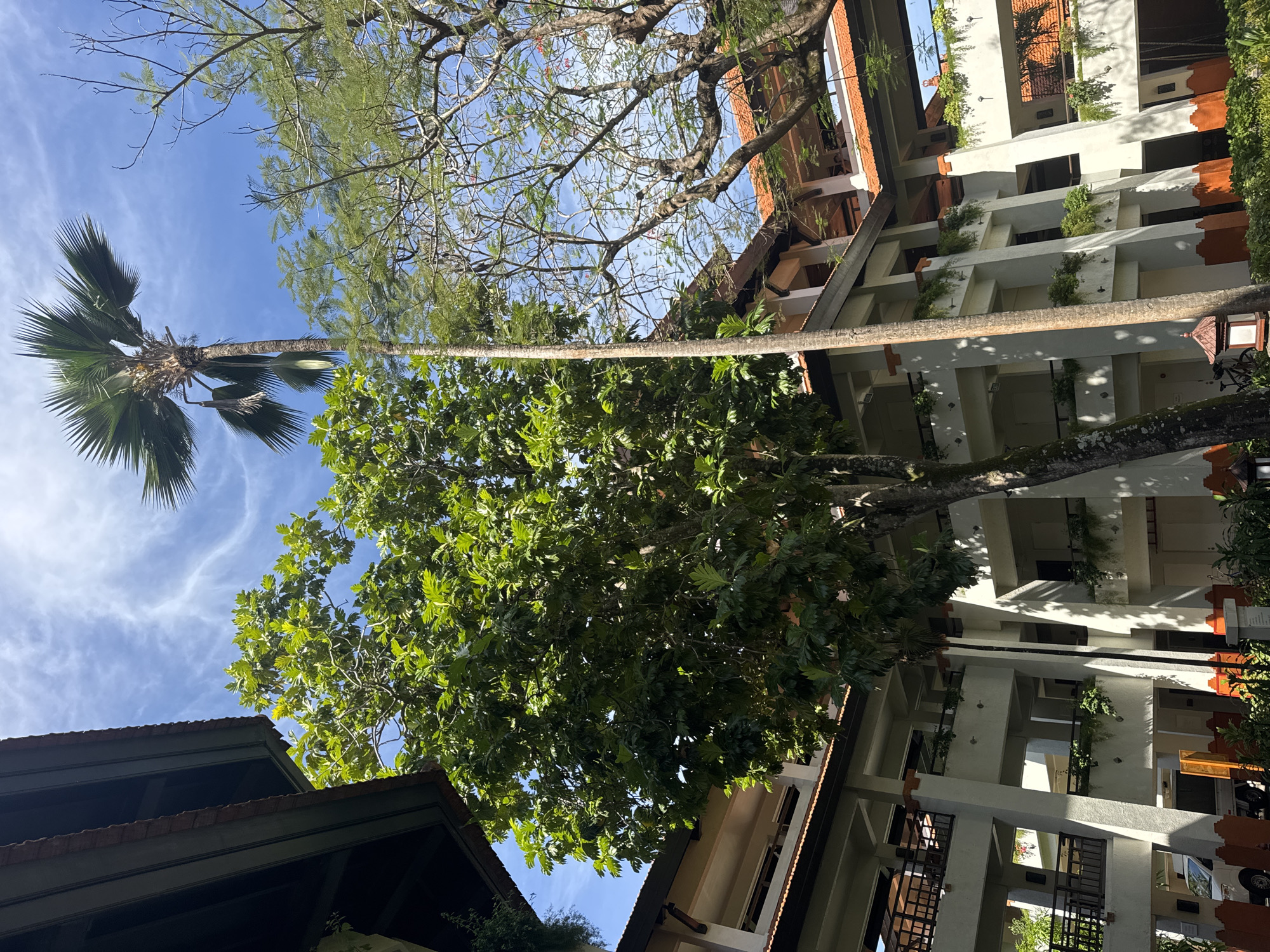 The image, likely taken in Kuta Selatan, Indonesia, features a low-angle view of buildings and trees against a blue sky. Buildings with multiple stories, white facades, and terracotta-colored accents are visible on the right side. Greenery, including what appears to be planted vegetation, is visible on the balconies. Two tall trees dominate the foreground: one with a palmate crown and a slender, exposed trunk, and the other with a dense canopy of broad, green leaves. A third tree with thinner branches is also visible overhead. A building with a dark-colored gabled roof is partially visible on the left.