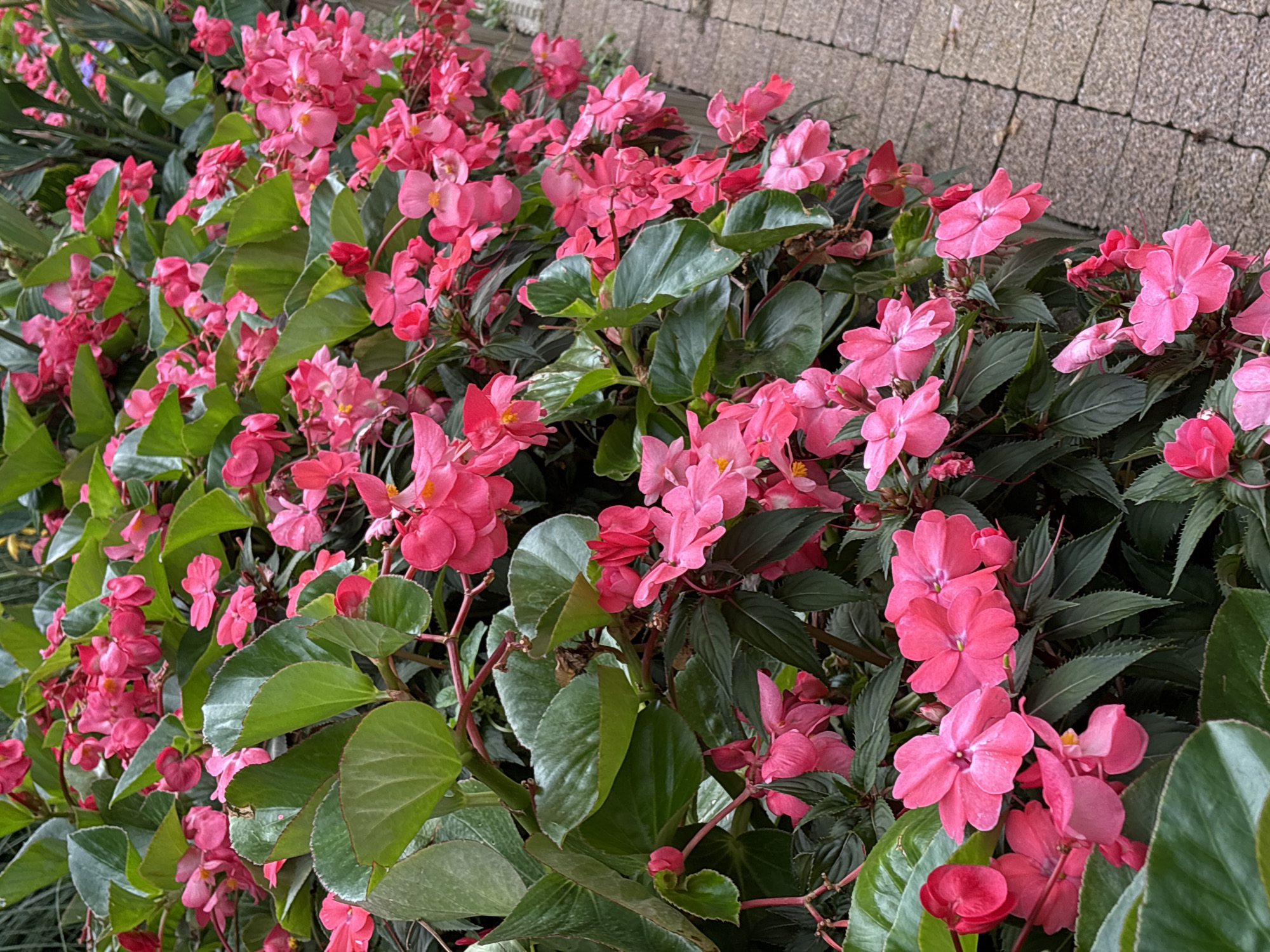 A dense, vibrant display of pink begonia flowers cascades over a textured brick pathway. The flowers are in full bloom, with a variety of shapes and sizes, some clustered together tightly, others more spread out. Lush, dark green leaves provide a rich backdrop to the floral arrangement. The pathway, composed of grey, rectangular bricks, runs along the right side of the image, suggesting an outdoor setting like a garden or park in Sochi, Russia. There are no people or animals visible in the frame. The lighting is soft and diffused, indicating it might be an overcast day or the image was taken in a shaded area. The overall impression is one of natural beauty and abundance.