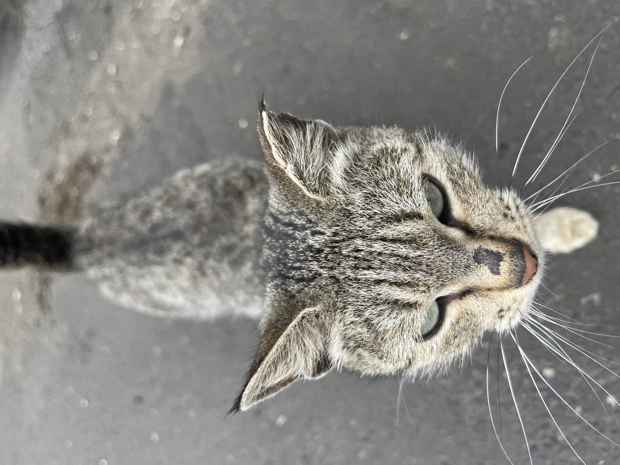 A close-up, top-down view of a tabby cat. The cat has grey and black stripes. Its eyes are a pale green. It has long, white whiskers and small black markings around its pink nose. The location is not discernible in the image, but the user specified that it is in Ulyanovsk, Russia. The cat is standing on a grey surface.