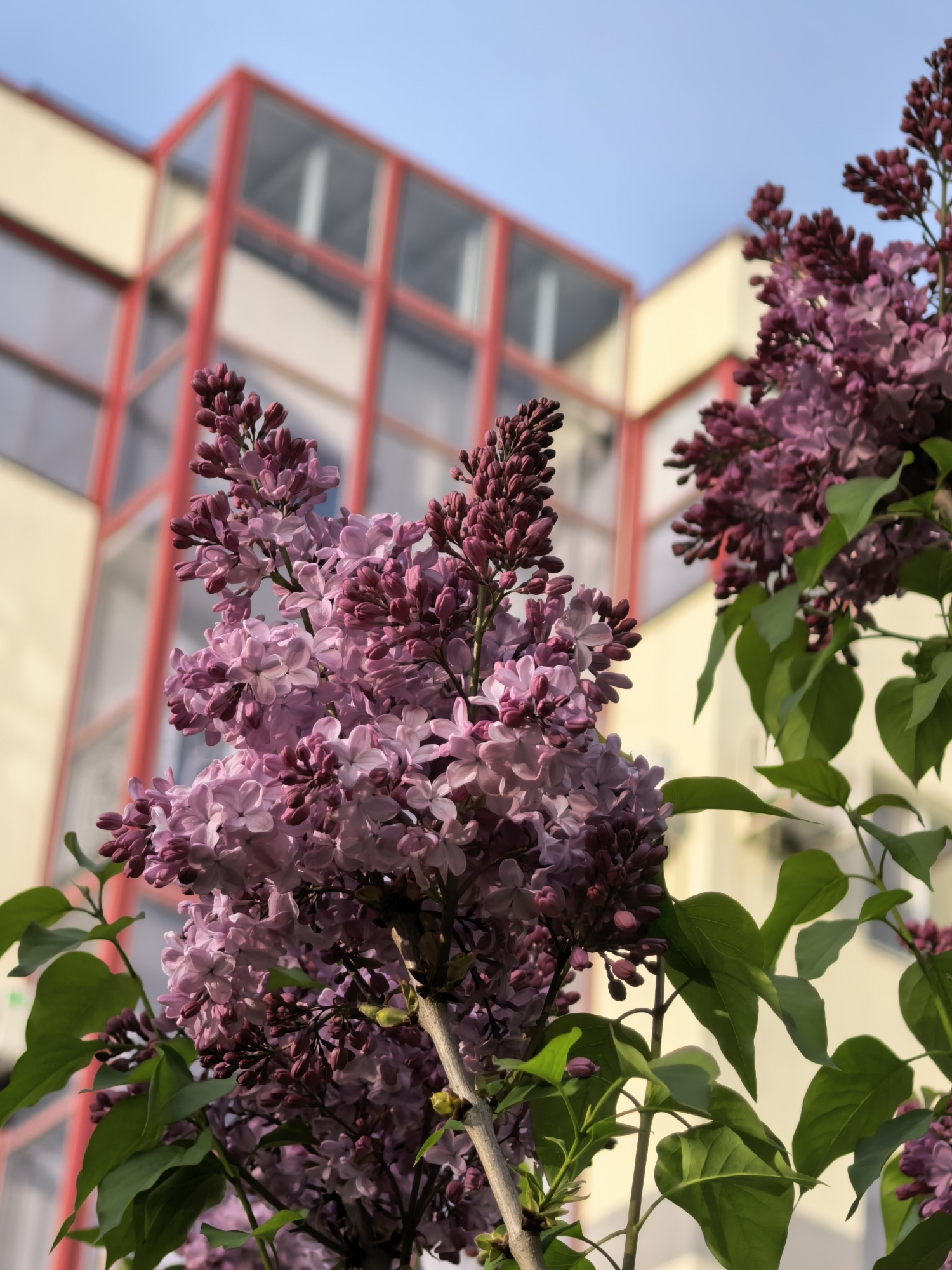 The image captures a close-up view of lilac flowers with unopened buds, with a tall building in the background. The building appears to be a multi-story structure with a beige facade and a red grid framework visible on one side, possibly comprising balconies or window frames. The sky is light blue and visible in the upper portion of the image. The overall setting is likely a city environment, potentially in the vicinity of Sterlitamak, Russia.
