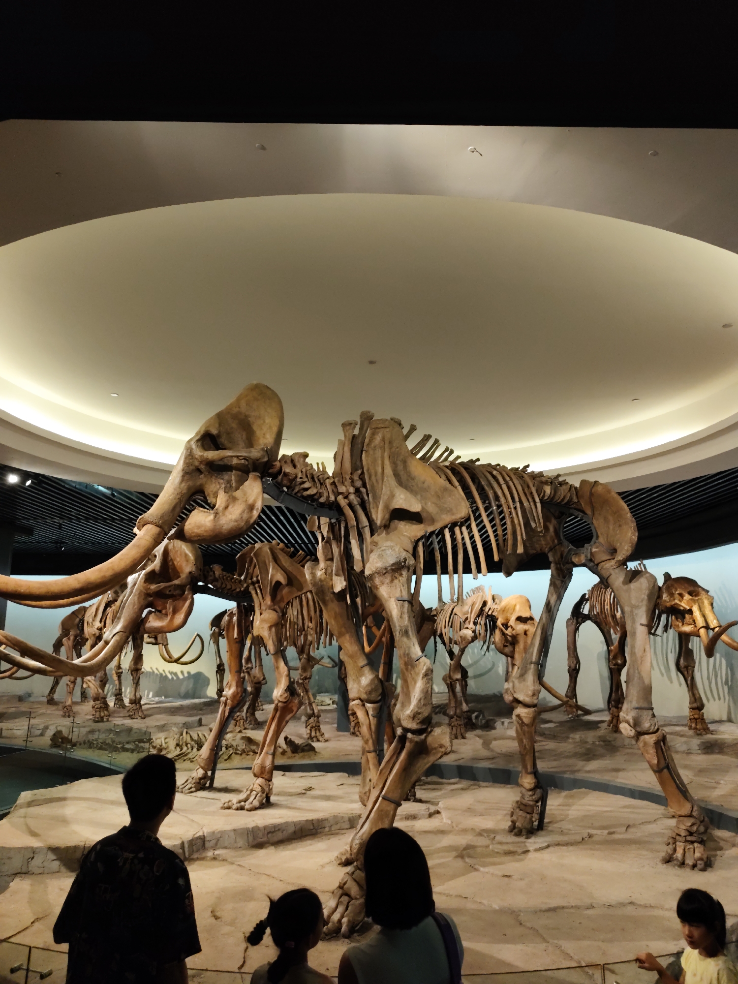 The photograph captures a family of four at the Longfeng District Museum in China, observing a display of mammoth skeletons. The father, wearing a patterned shirt, stands in the foreground on the left, facing the exhibits. To his right, a young girl with braided hair looks towards the skeletons, and beside her, a woman in a grey shirt is also observing the display. A child in a yellow shirt is partially visible on the far right. The main subjects are multiple large, articulated mammoth skeletons arranged on a sandy diorama. The skeletons are positioned as if walking, with prominent tusks and rib cages clearly visible. The background features a curved ceiling with recessed lighting, typical of a museum's exhibition hall. The lighting is subdued, highlighting the skeletal remains. The floor around the diorama appears to be a light-colored stone.