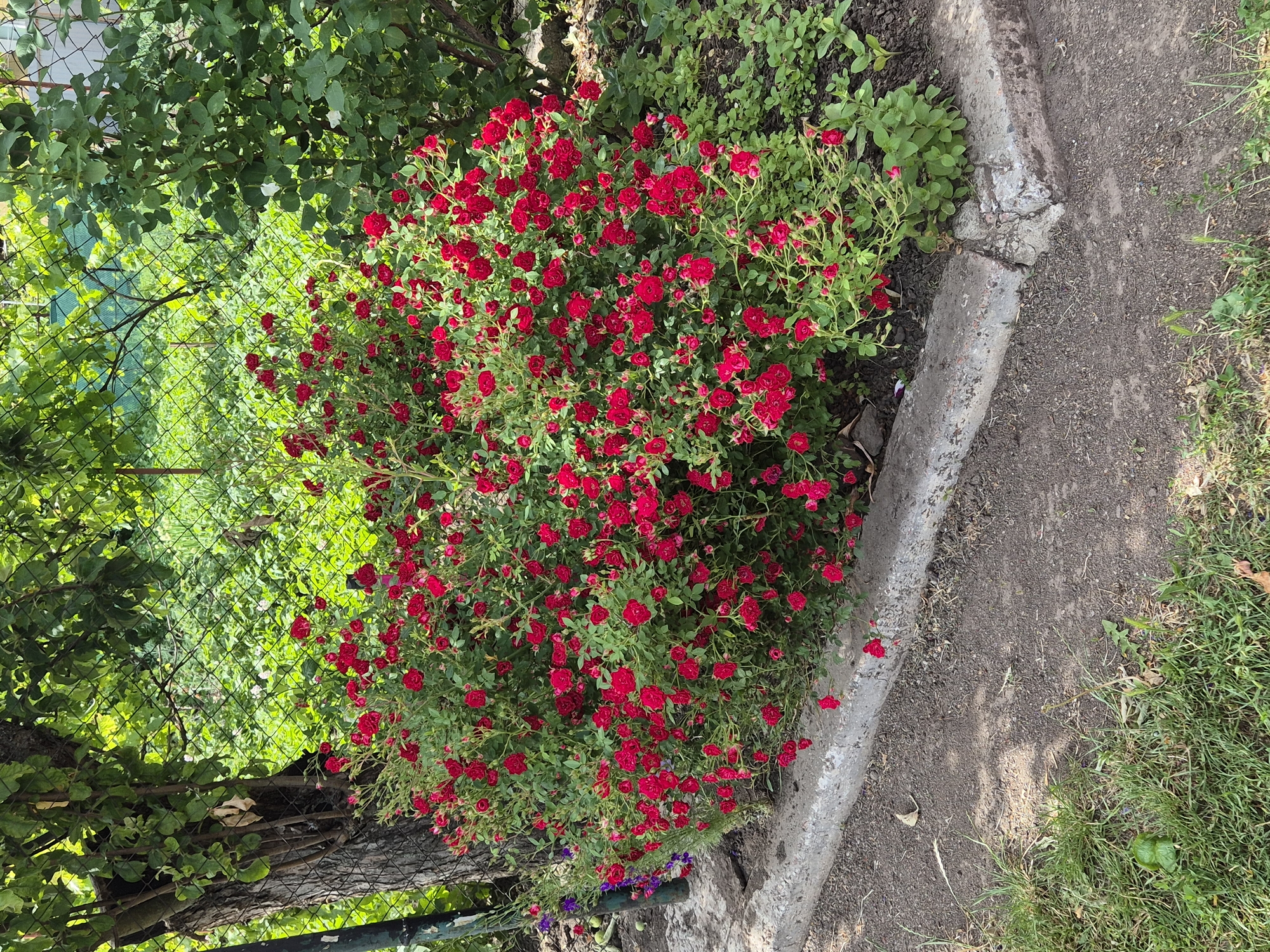In Sozonivka, Ukraine, a dense bush of small red roses is in full bloom, its vibrant flowers cascading over a weathered concrete curb. The bush is situated next to a tree with a rough, textured bark and a chain-link fence that encloses the background. Beyond the fence, lush green foliage and other plants create a natural, overgrown setting. The ground in front of the curb is a mix of gravel and sparse grass, with some patches of bare soil. The scene captures a lively garden in a semi-natural state, highlighting the beauty of the blooming roses against the rustic elements of the environment.
