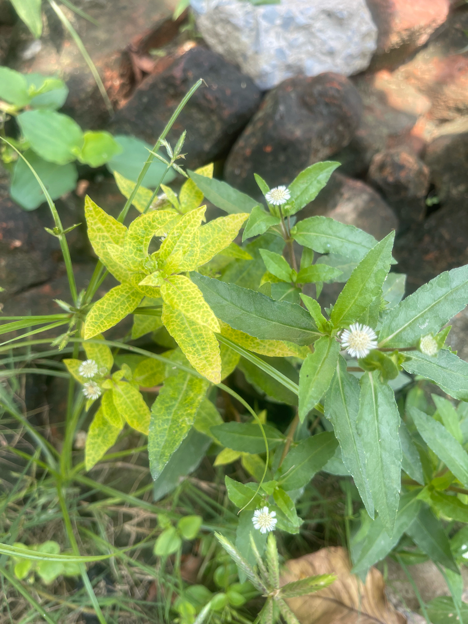 A close-up, high-angle shot captures a patch of greenery, including a plant with distinctive yellow-veined leaves and small white flowers. The plant is set against a backdrop of dark, rough-textured rocks. The scene is set in Bojhi, India, amidst an urban environment, suggesting a natural element within the city. The lighting indicates a daytime setting, likely outdoors, with soft sunlight filtering through, creating a natural and serene atmosphere.
