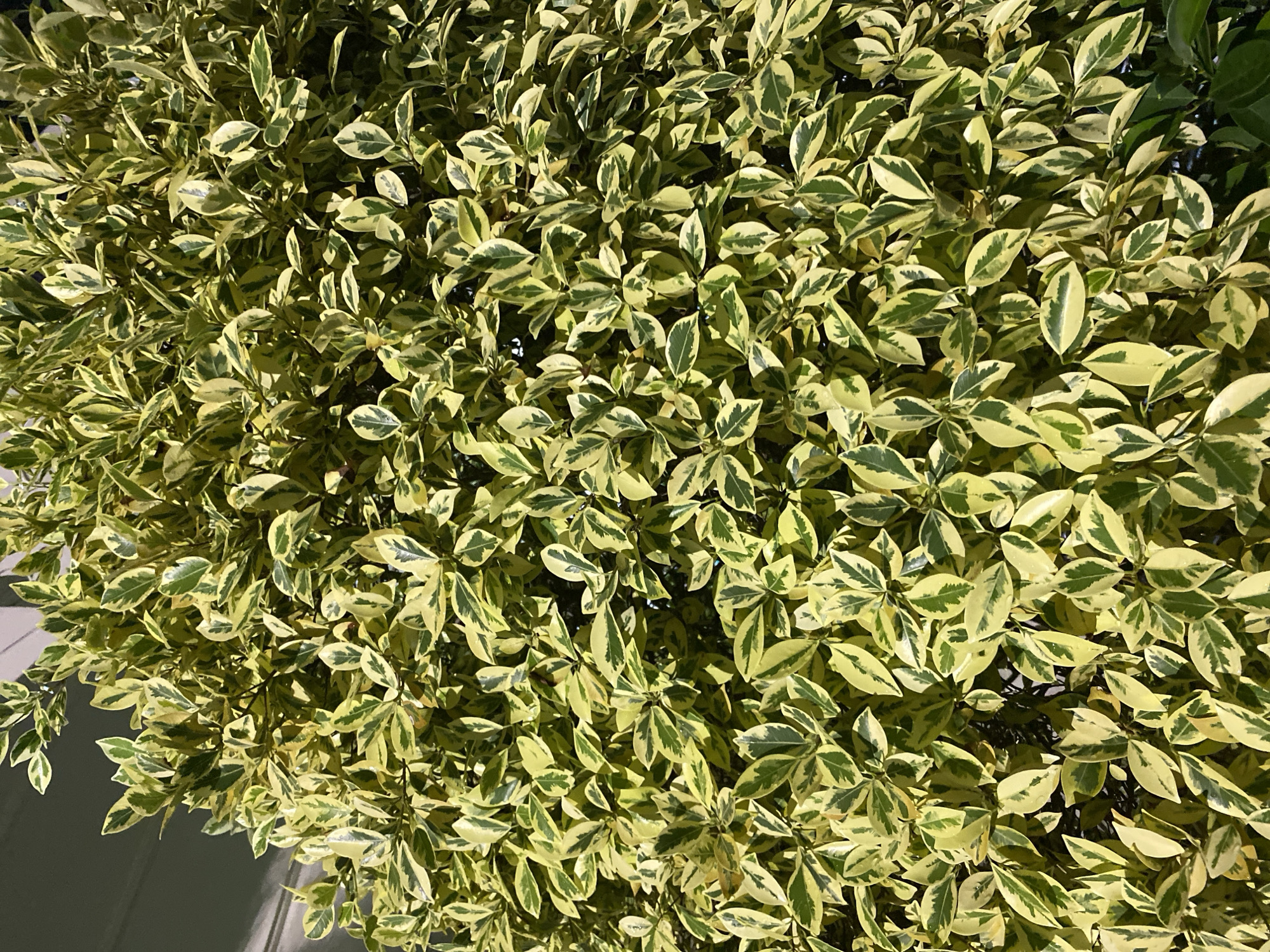 A dense, variegated shrub with ovate leaves, featuring a mix of light green and creamy yellow patterns, is illuminated by direct sunlight. The shrub fills the frame from edge to edge. The background is a soft grey, suggesting an overcast sky or a shaded architectural element. There are no people or discernible man-made objects within the visible area.