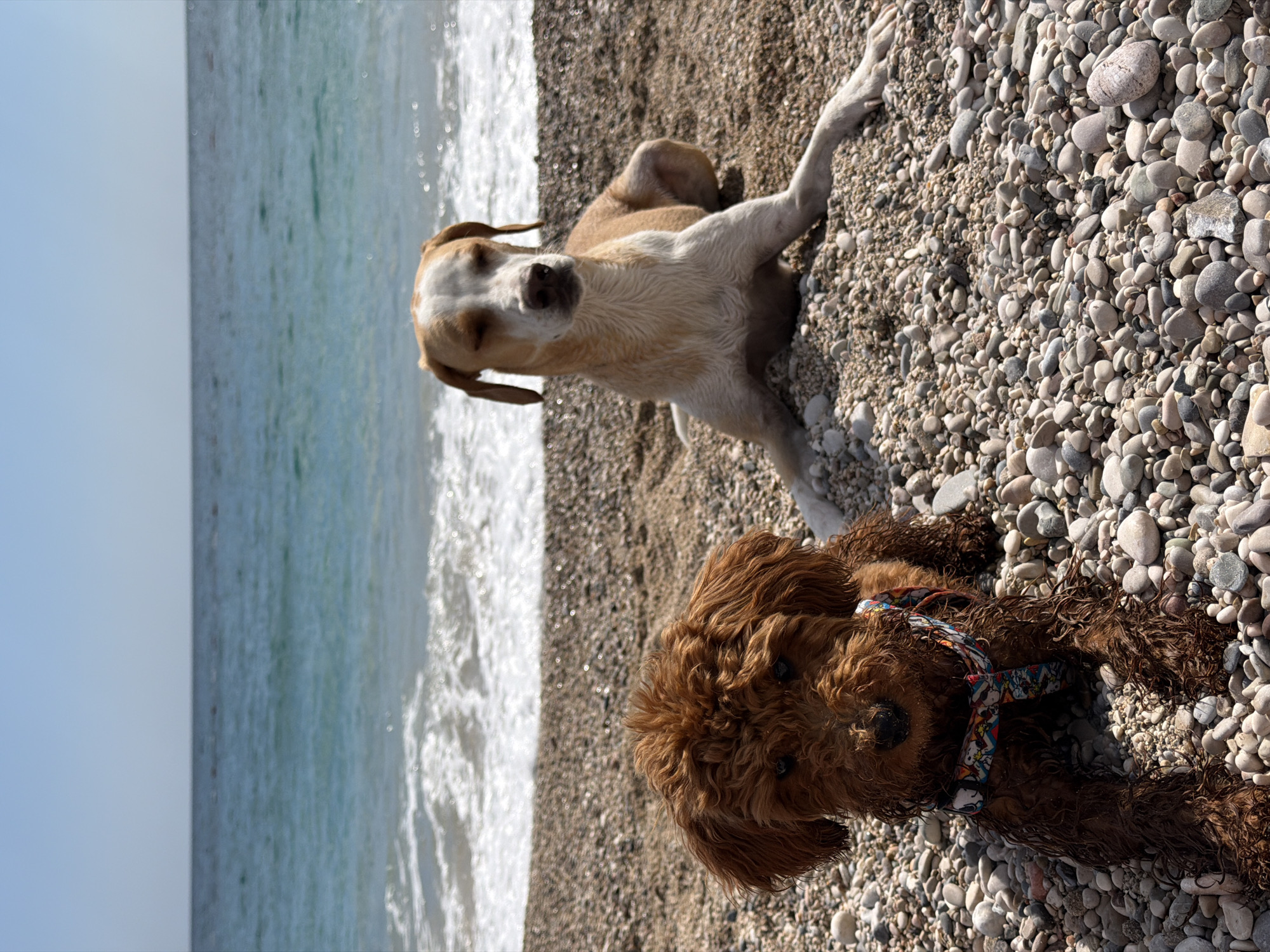 Two dogs are on a pebble beach. A tan and white short-haired dog lies to the left, looking directly at the camera. A brown poodle-type dog lies to the right and below the first dog, also looking at the camera. The beach stretches to the right with numerous grey, white, and brown pebbles. The sea is visible to the left, with waves washing onto the shore. The sky is light blue. The location is Drobnići, Montenegro.