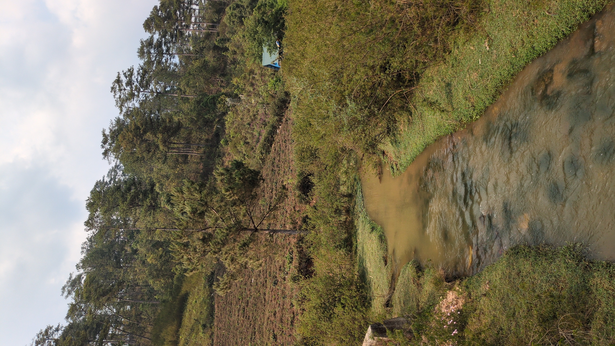 A landscape photograph, taken in Lạc Dương, Vietnam, shows a muddy river flowing through a lush environment. The river dominates the right side of the image. Vegetation, mostly green, lines the banks of the river. On the left, a dense forest climbs up a hillside. A single blue-roofed structure is visible within the forest. The sky is overcast with wispy clouds. The overall color palette leans toward earthy tones and muted greens.