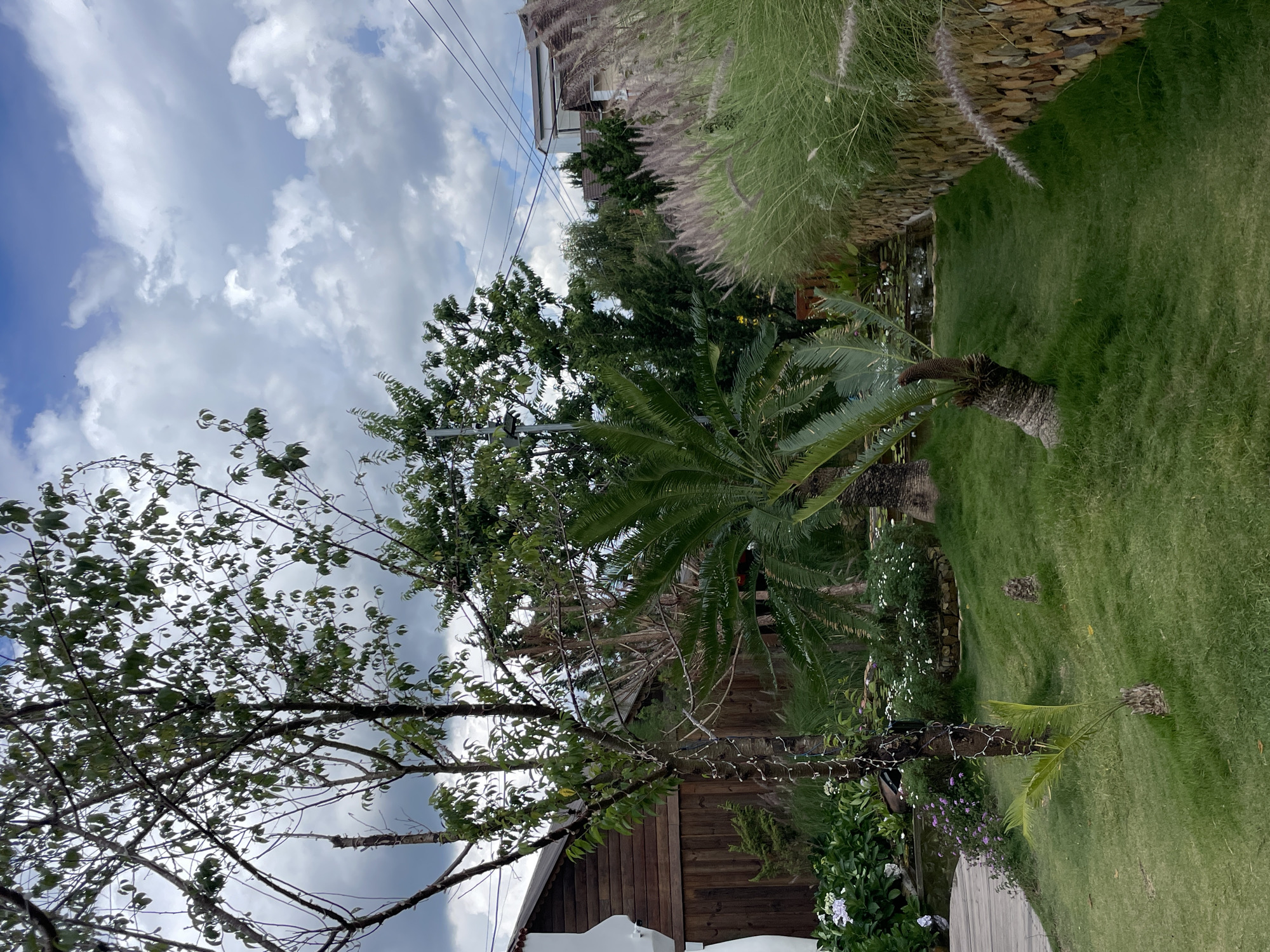 The image captures a tranquil garden scene in Da Lat, Vietnam. In the foreground, a meticulously manicured lawn slopes gently, dotted with small palm-like plants. A slender tree, adorned with subtle decorative lights, stands to the left, its branches reaching towards a cloudy sky. Behind it, a rustic wooden building with a curved roof suggests a traditional Vietnamese architectural style.
Further back, a small pond with lily pads reflects the soft light. Lush green foliage and a variety of flowers, including white and purple blooms, add color and texture to the landscape. To the right, a stone wall, constructed from stacked natural stones, borders the garden. Tall, feathery grasses, with their delicate seed heads swaying gently, form a natural screen along the wall. In the distance, hints of other buildings and utility wires suggest the presence of a residential area, yet the overall impression is one of serene natural beauty. The cloudy sky, with patches of blue, indicates a temperate climate, characteristic of Da Lat.