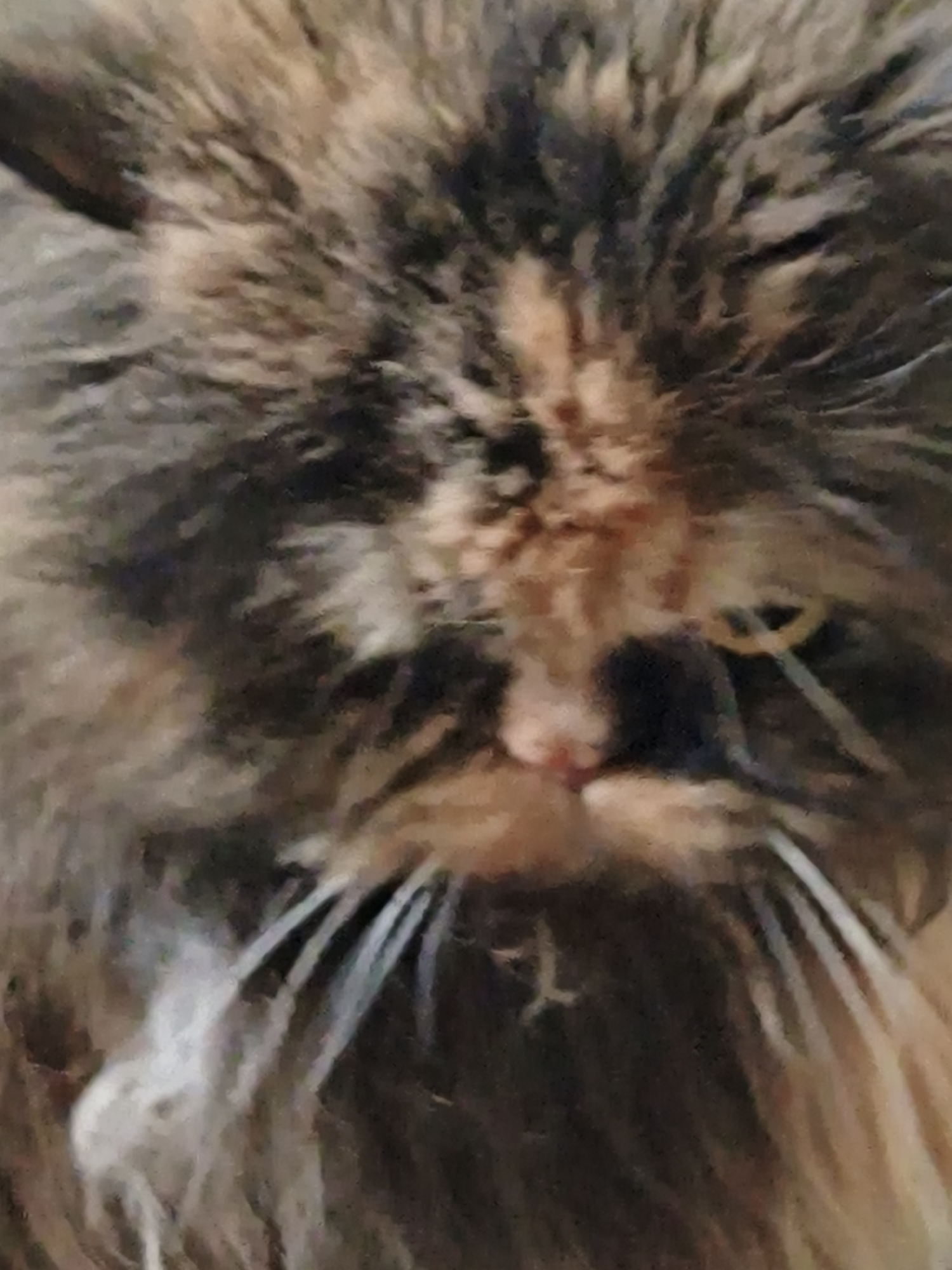 A close-up, head-on, slightly blurry, portrait of a fluffy calico cat. The cat has a pink nose, green eyes, and long white whiskers. Its fur is a mix of brown, black, orange, and white. The background is dark and out of focus. The image is taken indoors, likely in a home environment. There is no indication of the city or state.