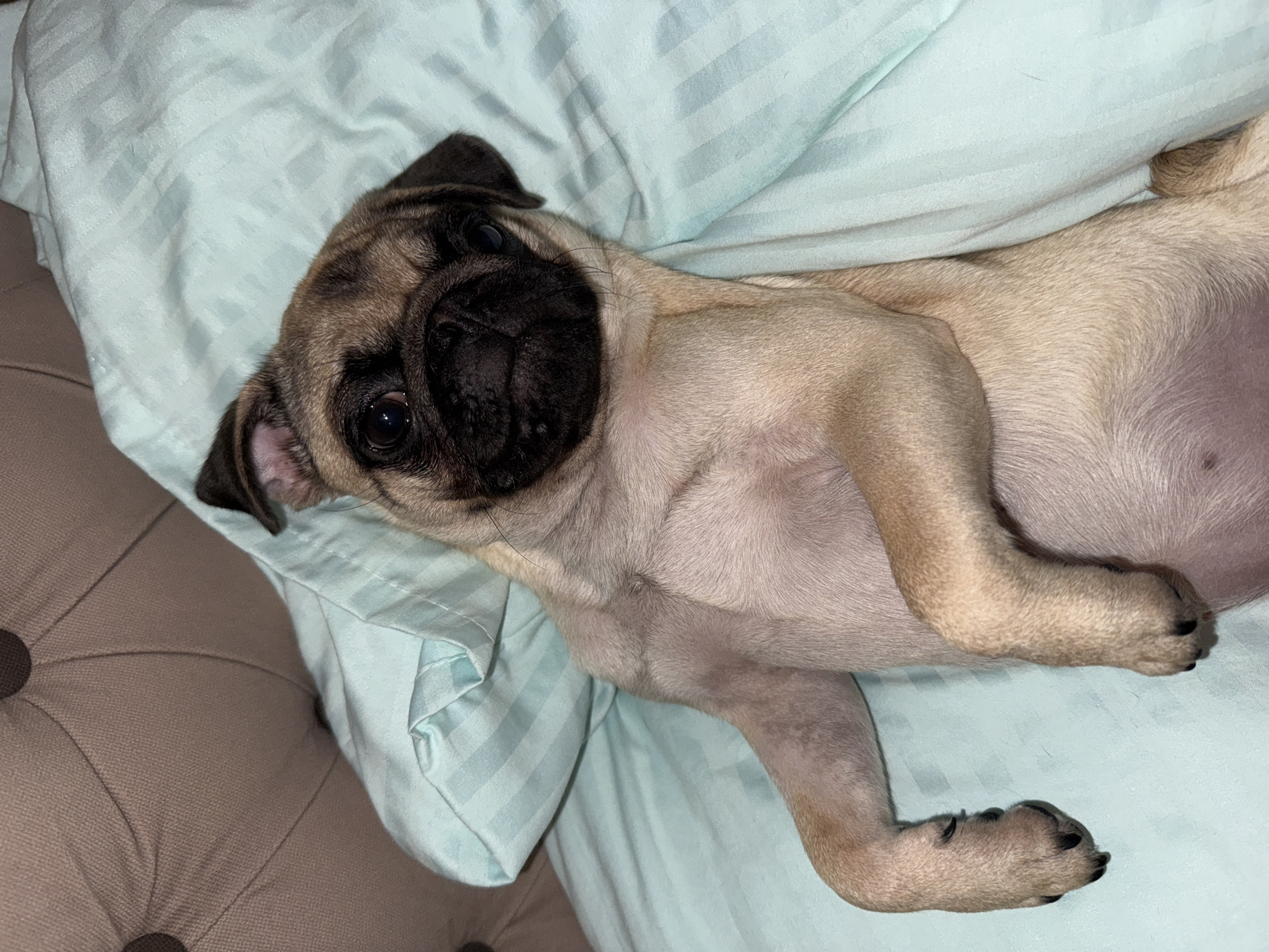 A fawn-colored pug puppy is lying on its back on a light blue, striped bedsheet. The puppy's head is tilted upwards, and its eyes are looking towards the camera. Its front paws are resting on its chest. The background shows a tufted headboard of a bed in a muted brown color. The scene appears to be indoors, possibly in a bedroom.