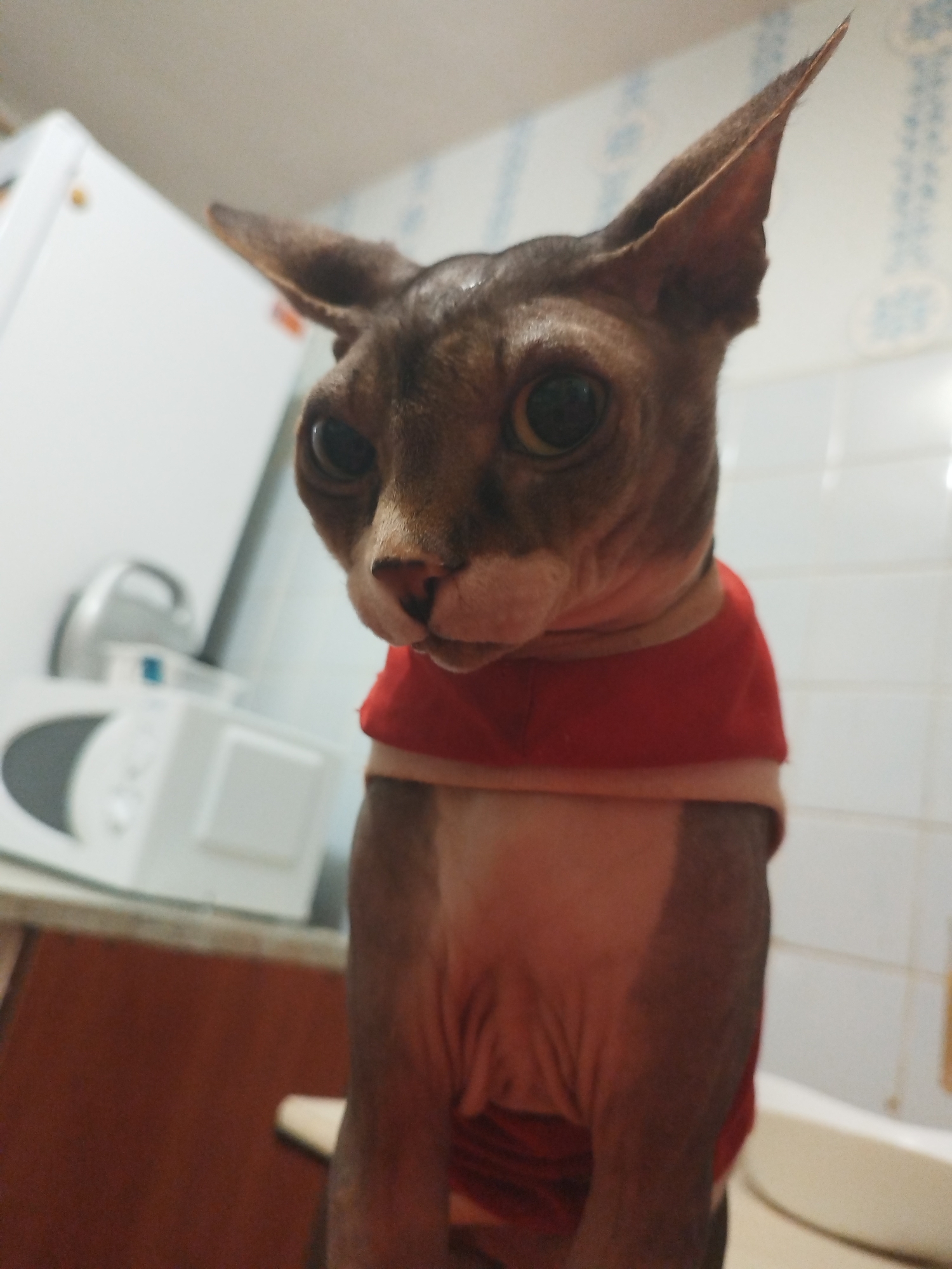 A Sphynx cat, clad in a red t-shirt, is the central subject of this medium-shot indoor photograph. The cat has large, dark eyes and prominent ears, and its skin is a mottled brown. The background features a white refrigerator and a beige-tiled wall. The lighting is slightly dim, casting a soft glow on the cat's fur. The image appears to have been taken in a domestic setting, possibly a kitchen or bathroom.
