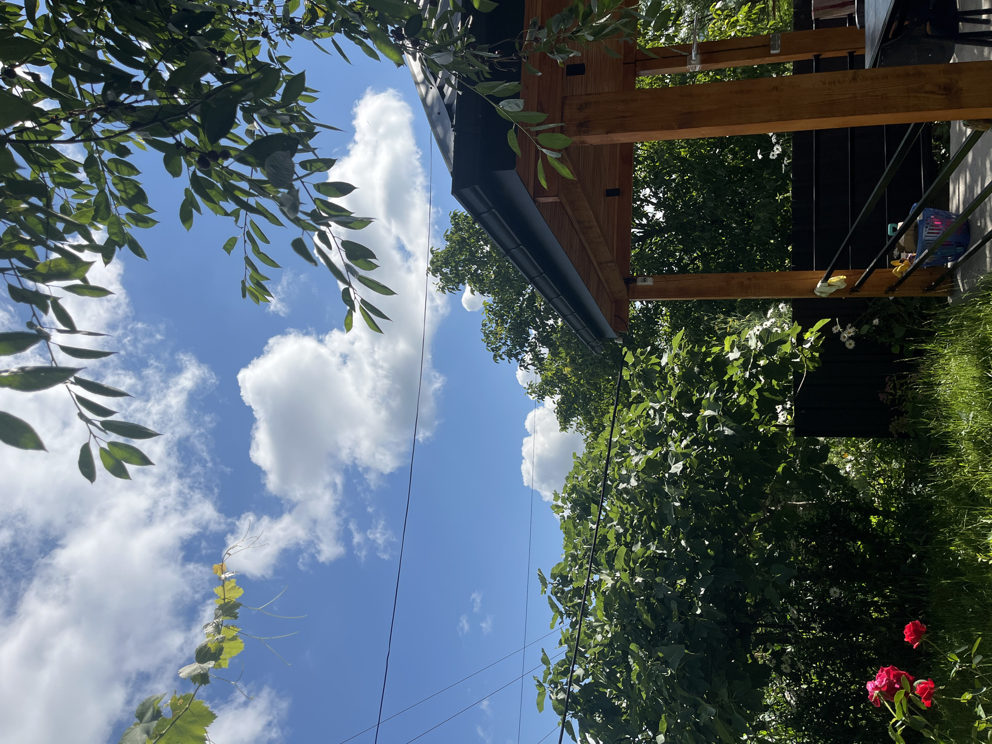 The image shows a bright, sunny day with a blue sky filled with fluffy white clouds. The scene is a backyard with lush green foliage. In the foreground, on the left, there are vibrant red roses growing in the grass. To the right, a wooden gazebo with a dark roof is partially visible, with its wooden support beams and part of a black railing. The gazebo appears to be a sheltered outdoor seating area. Behind the gazebo and the roses, dense green trees and bushes create a thick canopy. Some power lines are visible crisscrossing the sky. The overall impression is of a serene and well-maintained outdoor space.