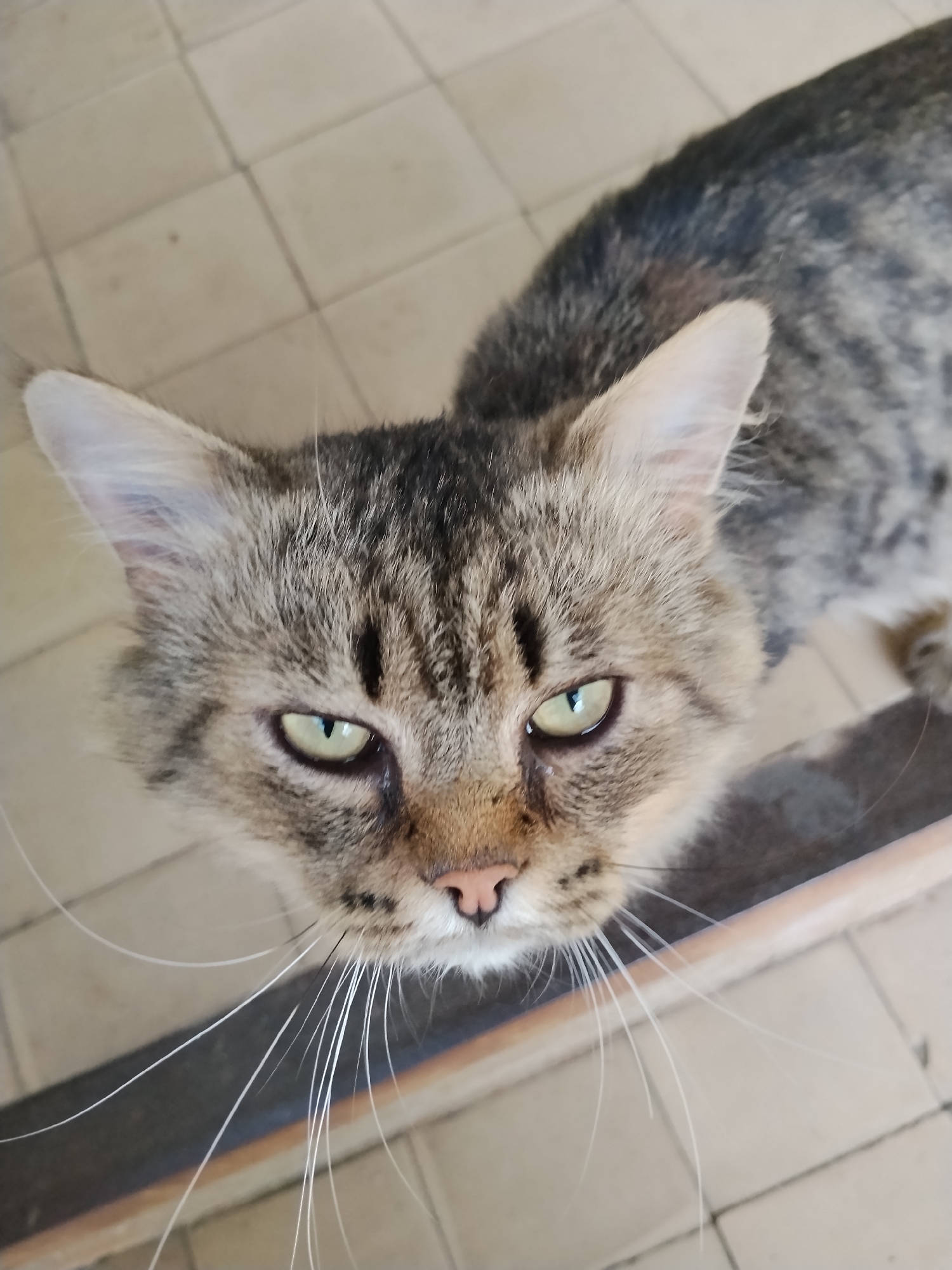 An overhead, medium shot captures a tabby cat with striking green eyes looking upwards. The cat's fur is a mix of brown, black, and grey stripes. Its ears are pointed, and long white whiskers fan out from its snout. The cat is positioned on a tiled floor, with a darker, horizontal surface visible in the foreground. The background consists of light-colored square tiles. The scene is not identifiable as being in Kokshetau, Kazakhstan.