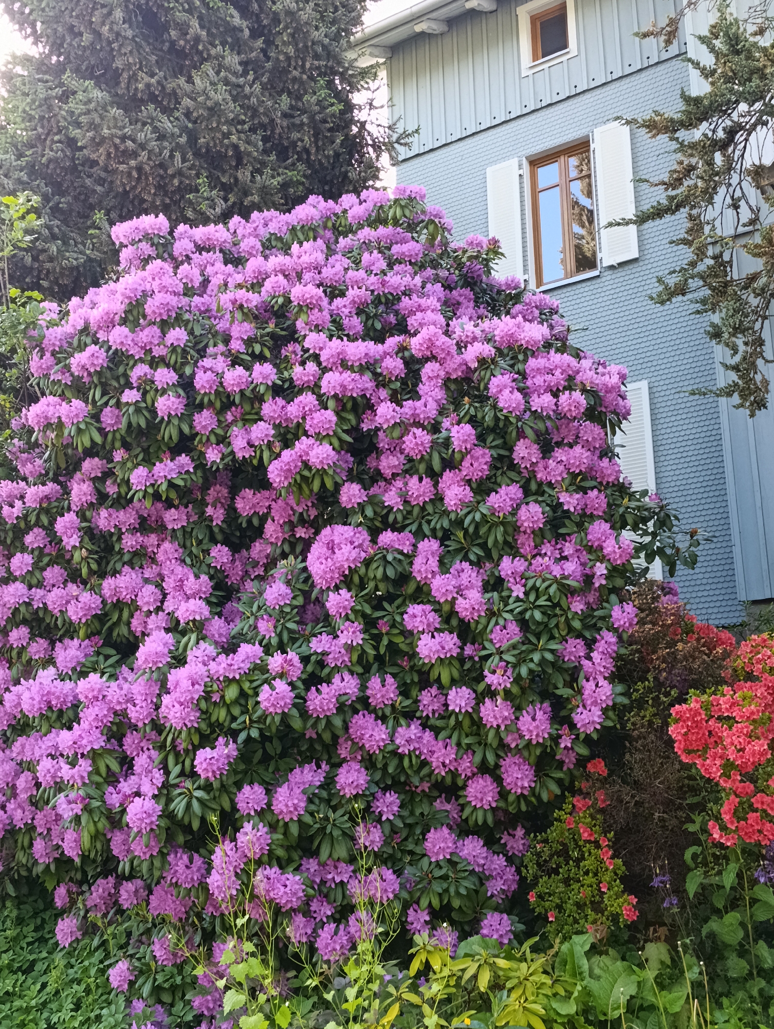 The image shows a large rhododendron bush covered in purple flowers in front of a building with light blue clapboard siding and white shutters. The building has two visible windows, one of which is open. The bush takes up a significant portion of the foreground, with other green plants and some red flowering bushes visible to its right. A tall green tree is visible behind the bush and to the left of the building. The setting appears to be in a residential area or garden. The location is in the city of Unknown, Unknown.