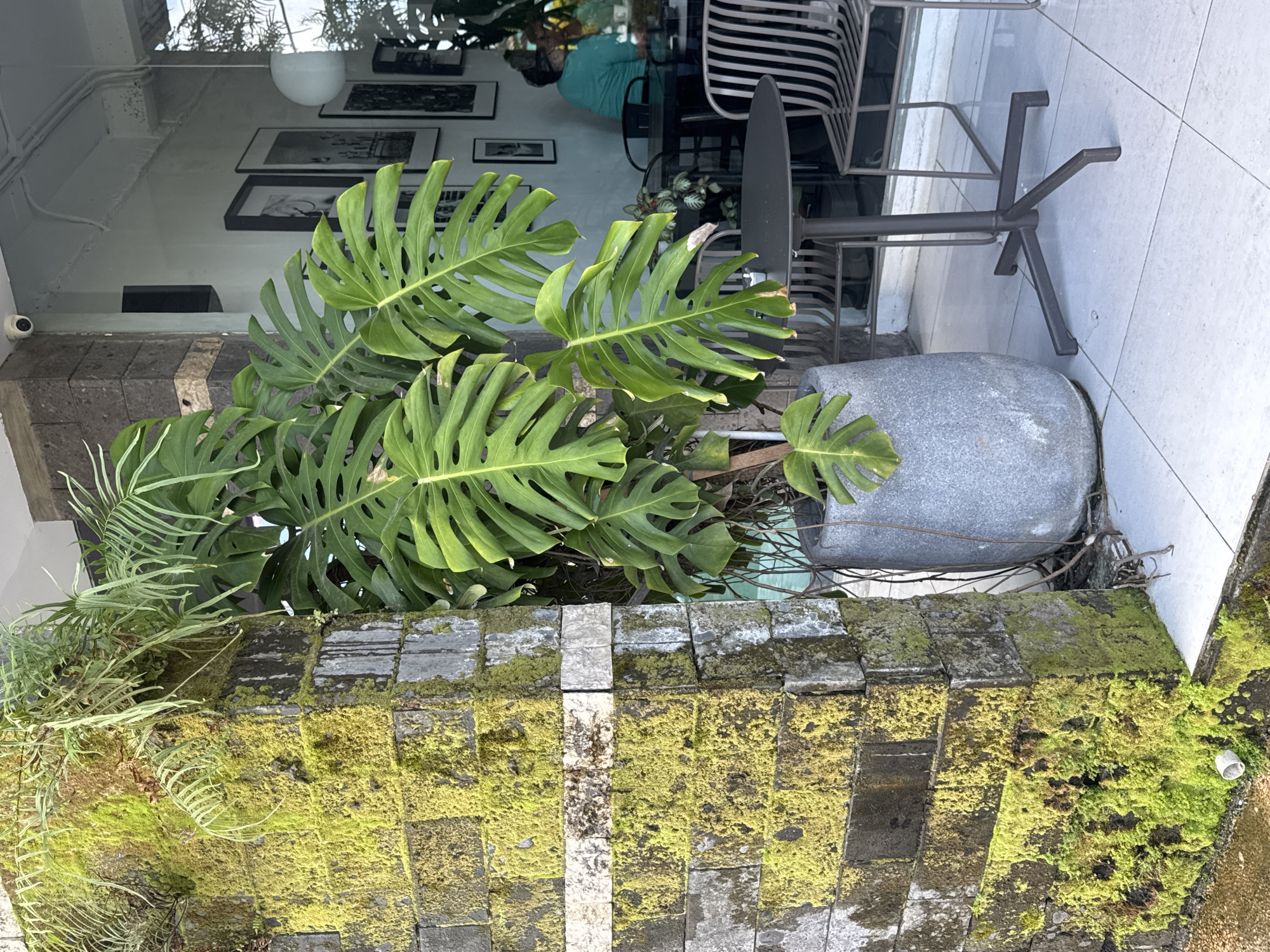 The image shows an outdoor seating area, likely a cafe or restaurant, in Kuta Selatan, Indonesia. A large Monstera plant in a gray pot is situated behind a low brick wall covered in green moss. The seating area includes metal chairs and a table with a dark metal base, positioned on a light-colored tile floor. The scene is reflected in the glass of the building, revealing an interior with framed pictures on the wall, a hanging white lamp, and a person wearing a blue shirt sitting at a table. Additional greenery is visible, suggesting the cafe has a garden or plant-filled decor.
