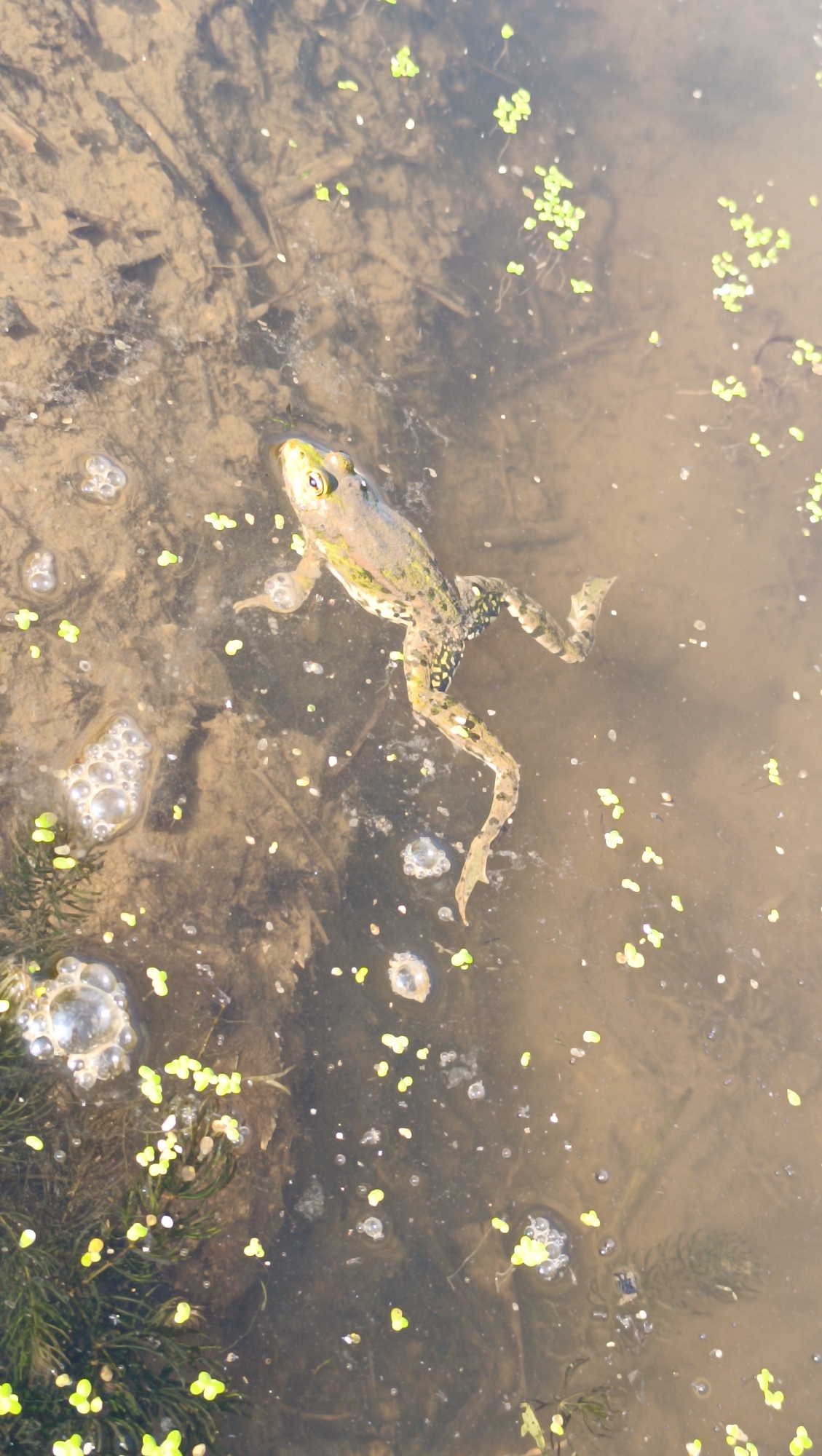 A frog is in shallow, murky water with aquatic plants and small bubbles on the surface. The frog is light green and brown with dark spots. Its eyes are large and yellow. The water is cloudy and the bottom appears to be muddy with debris. Small green plants and white specks are scattered across the water's surface.
