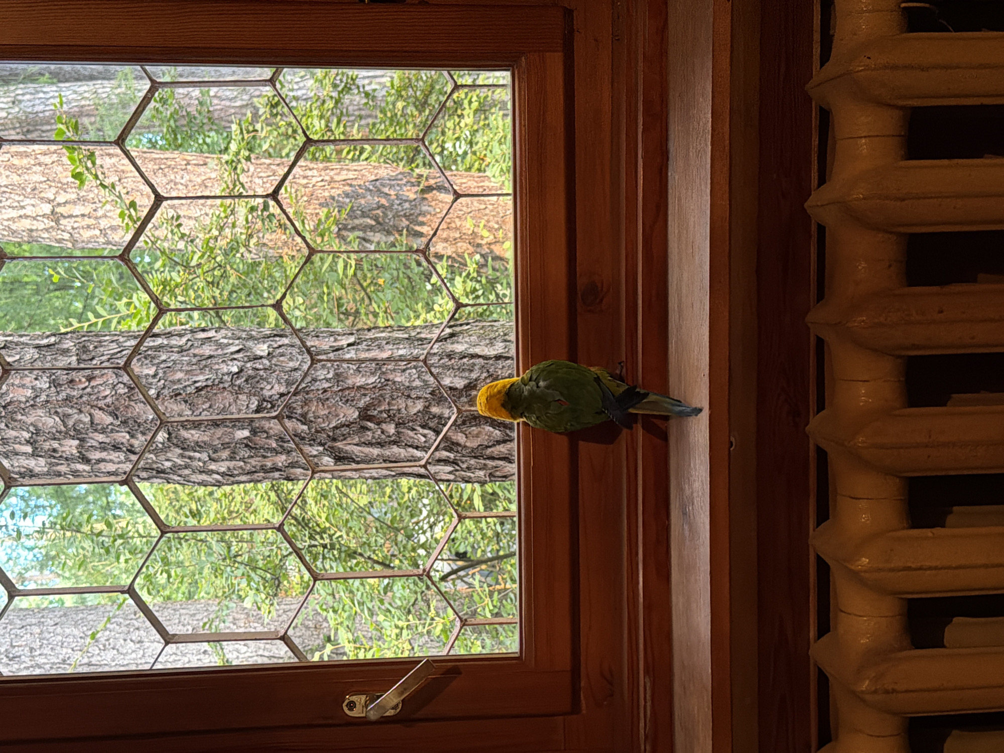 A single green and yellow parrot is perched on a wooden windowsill, facing away from the camera and looking out a hexagonal-paneled window at a forest. The window frame and windowsill are made of dark wood. Below the windowsill is a cream-colored radiator. The forest visible through the window consists of tall trees with rough bark and dense green foliage. The scene is lit by natural light coming from the window.
