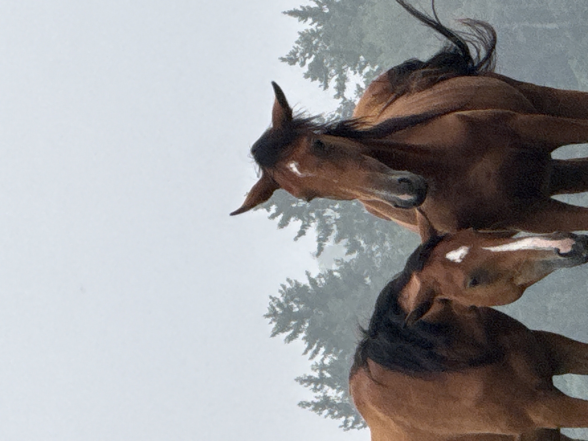 Two brown horses stand close together in front of a dense forest of evergreen trees, shrouded in a thick fog. The horse on the right is facing forward, its head tilted slightly downwards. It has a white blaze on its forehead and a long, dark mane. The horse on the left is partially obscured, facing away from the camera and towards the horse on the right. Its mane is also dark and it has a white marking on its forehead. The overall atmosphere is muted and slightly melancholic due to the fog and the overcast sky. The scene is set in a natural, outdoor environment.