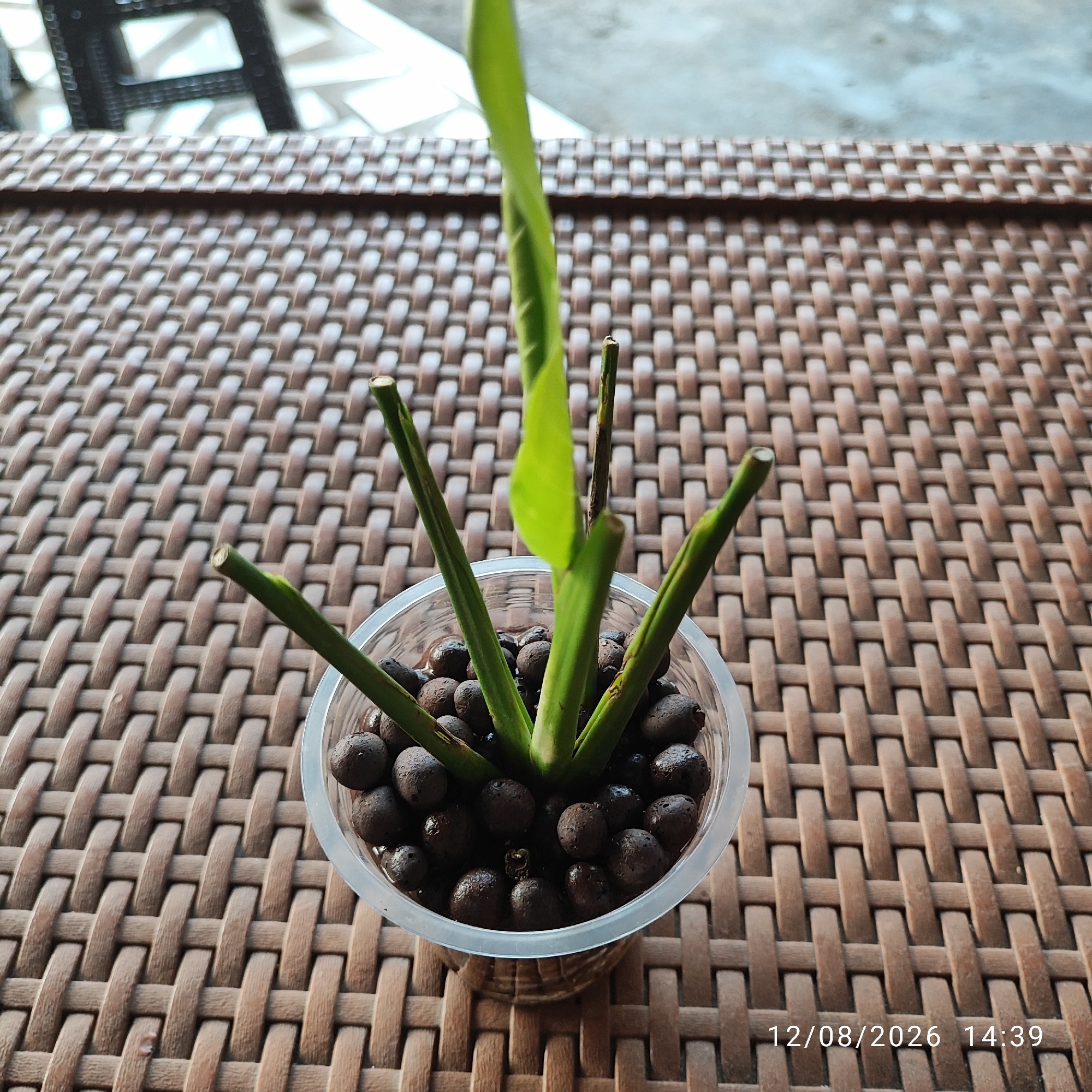 A close-up, eye-level shot captures a young plant with a single, unfurling green leaf, emerging from a clear plastic cup filled with dark, rounded pebbles. Several cut stems surround the central growth, some showing browning at their tips. The cup is placed on a woven, brown-colored outdoor table. The background is blurred, showing glimpses of a dark chair and a light-colored floor or surface. The timestamp "12/08/2026 14:39" is visible in the lower right corner, suggesting the image was taken in Buding, Indonesia.