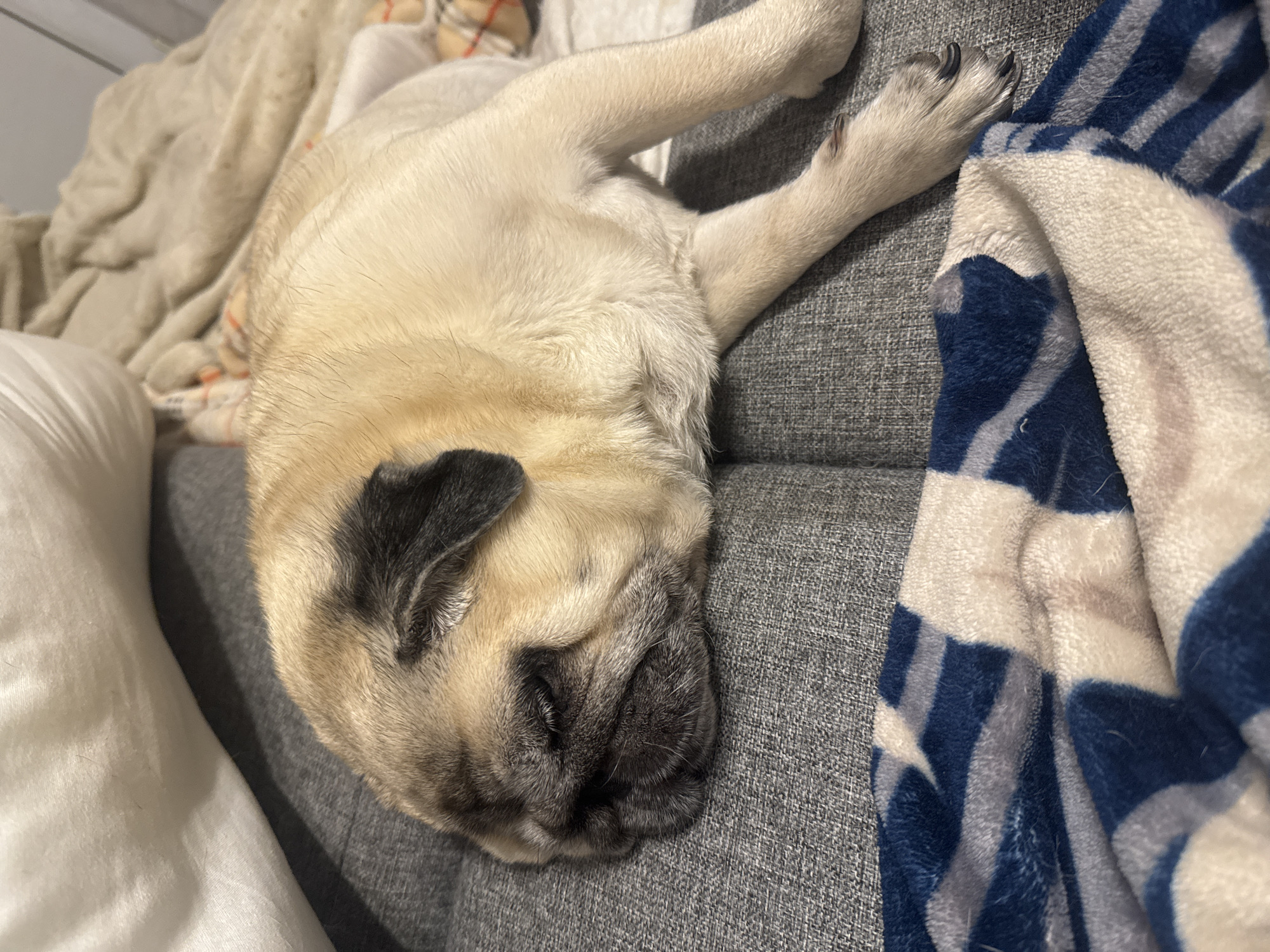 A pug dog is sleeping on a grey sofa. The dog is light brown and fawn-colored with black markings on its face and ears. It is lying on its side, with its head resting on the sofa. A blue and white patterned blanket is draped over the sofa in the foreground. In the background, there are some light-colored blankets. The scene appears to be indoors, likely in a living room. There is no discernible information about the location in Bishkek City, Kyrgyzstan.