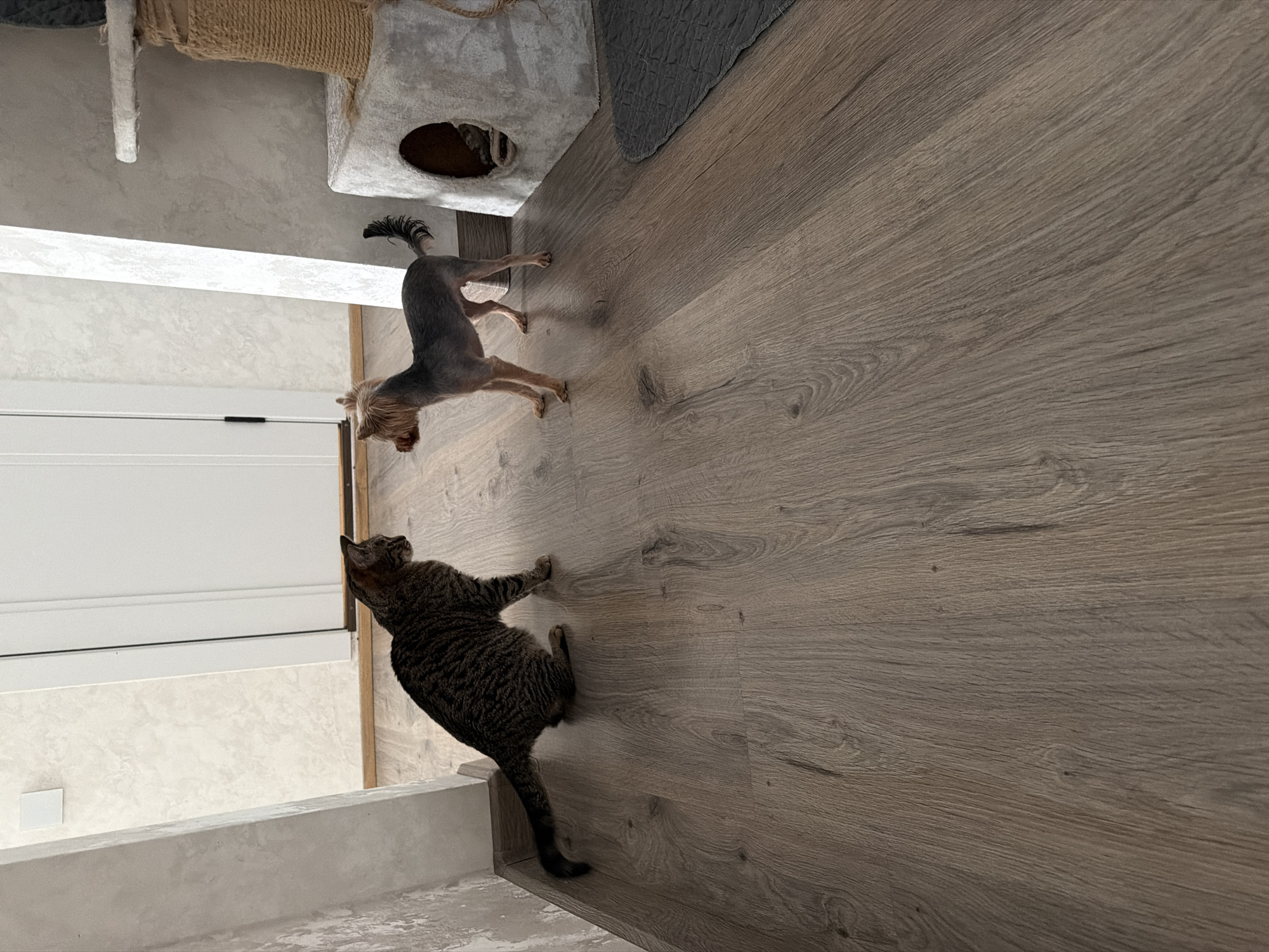 A tabby cat and a Yorkshire Terrier are positioned on a wooden floor in what appears to be an indoor residential setting. The cat is seated on the left, facing the dog. The dog is standing on the right, looking towards the cat. Behind them, a white door is visible, along with part of a cat tree structure. The floor is made of wood planks with a light brown, greyish hue and a visible grain pattern. The wall to the left has a textured finish. The background to the right shows a textured grey surface and a dark grey mat on the floor. The lighting suggests it is daytime. The image does not provide specific clues about its location within the city of Tryokhgorny, Russia.