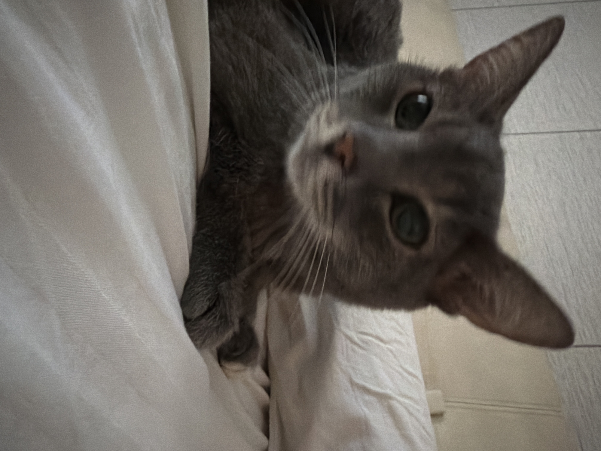 The image displays a close-up view of a gray cat lying on a bed. The cat is facing the camera, with its head slightly tilted. Its ears are pointed upwards, and its eyes are open and looking forward. The cat's fur is short and appears to be a solid gray color. Its paws are resting in front of its body. The bedsheets are a light color and have a slightly wrinkled texture. The background consists of a wall with vertical lines and a headboard. There is no visible indication of the city of Solikamsk, Russia, or any other specific location within the image. The scene is static and appears to be indoors.