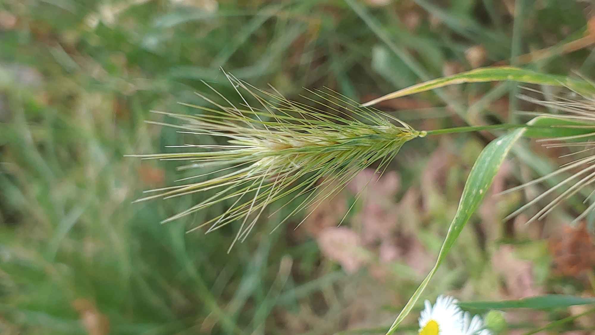 An extreme close-up shot focuses on the head of a foxtail grass plant, its slender seed-bearing spikes fanned out against a softly blurred background of green foliage. To the lower left, a portion of a small white daisy with a yellow center is visible. The overall impression is one of a natural, wild setting. The location is stated as Mukachevo, Ukraine, though no specific urban elements or landmarks are present in the frame. The lighting is diffused, suggesting an overcast day or the shade of a larger plant. There are no people or animals in the image, and no discernible action or interaction is occurring. The focus is entirely on the botanical details of the foxtail and the partial daisy.