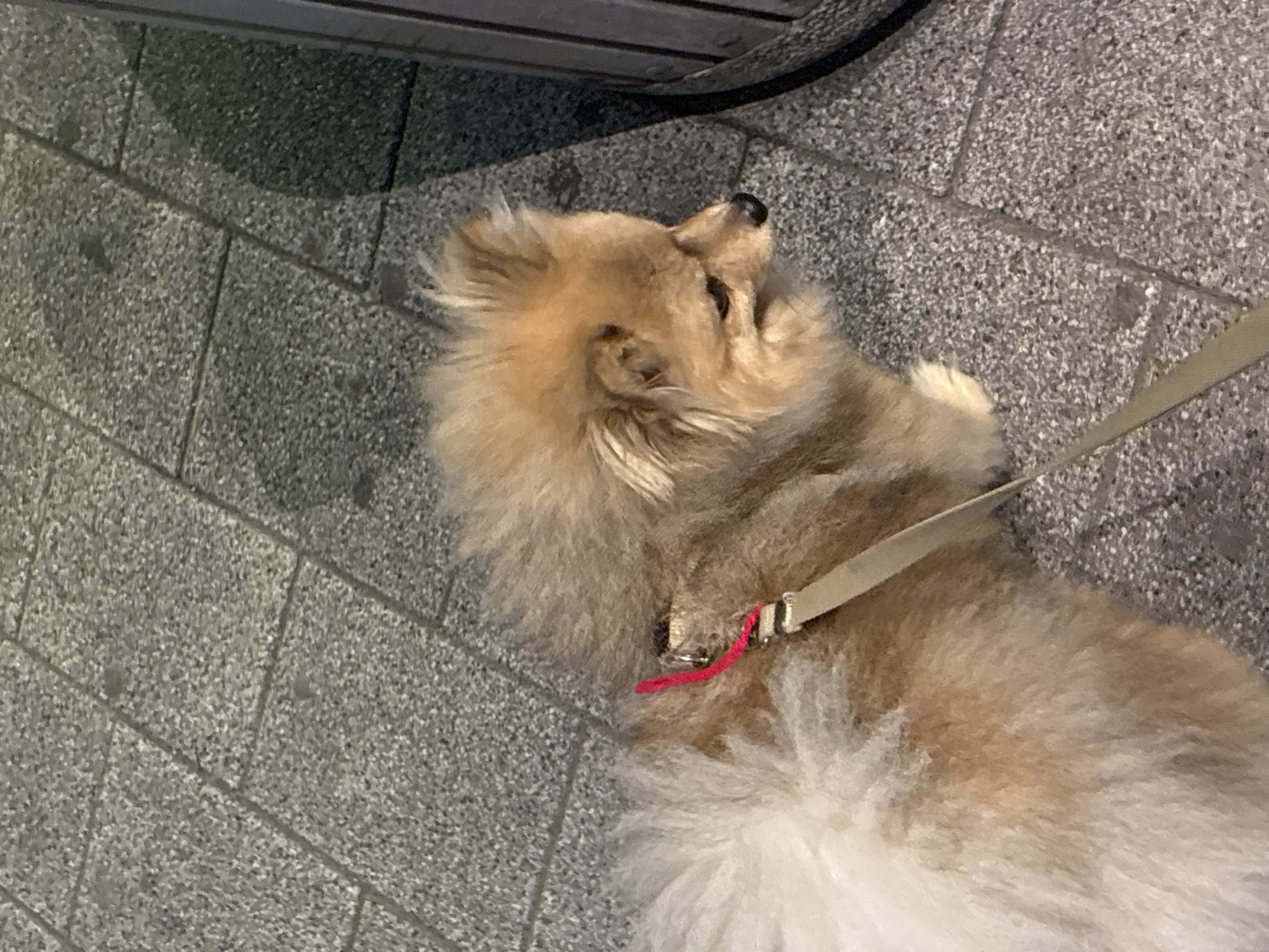 A light brown and cream-colored dog, resembling a Pomeranian, is depicted in a medium shot, positioned slightly to the left of the frame's center. The dog is on a leash, which is a tan or beige strap, visible extending downwards from its back. A small, bright red string or charm is attached near the collar. The dog's fur is fluffy and appears well-groomed, with lighter cream and white tones on its tail and hindquarters, transitioning to a richer light brown on its body and head. Its head is turned towards the right, and its gaze is directed downwards. The ground beneath the dog is a paved surface consisting of grey, speckled square tiles with visible grout lines. A dark, vertical object or structure, possibly a pole or a bin, is partially visible along the right edge of the frame, casting a shadow on the tiles. The overall lighting suggests outdoor, possibly evening or low-light conditions, with a subtle illumination highlighting the dog's fur. There are no other subjects or explicit actions visible.