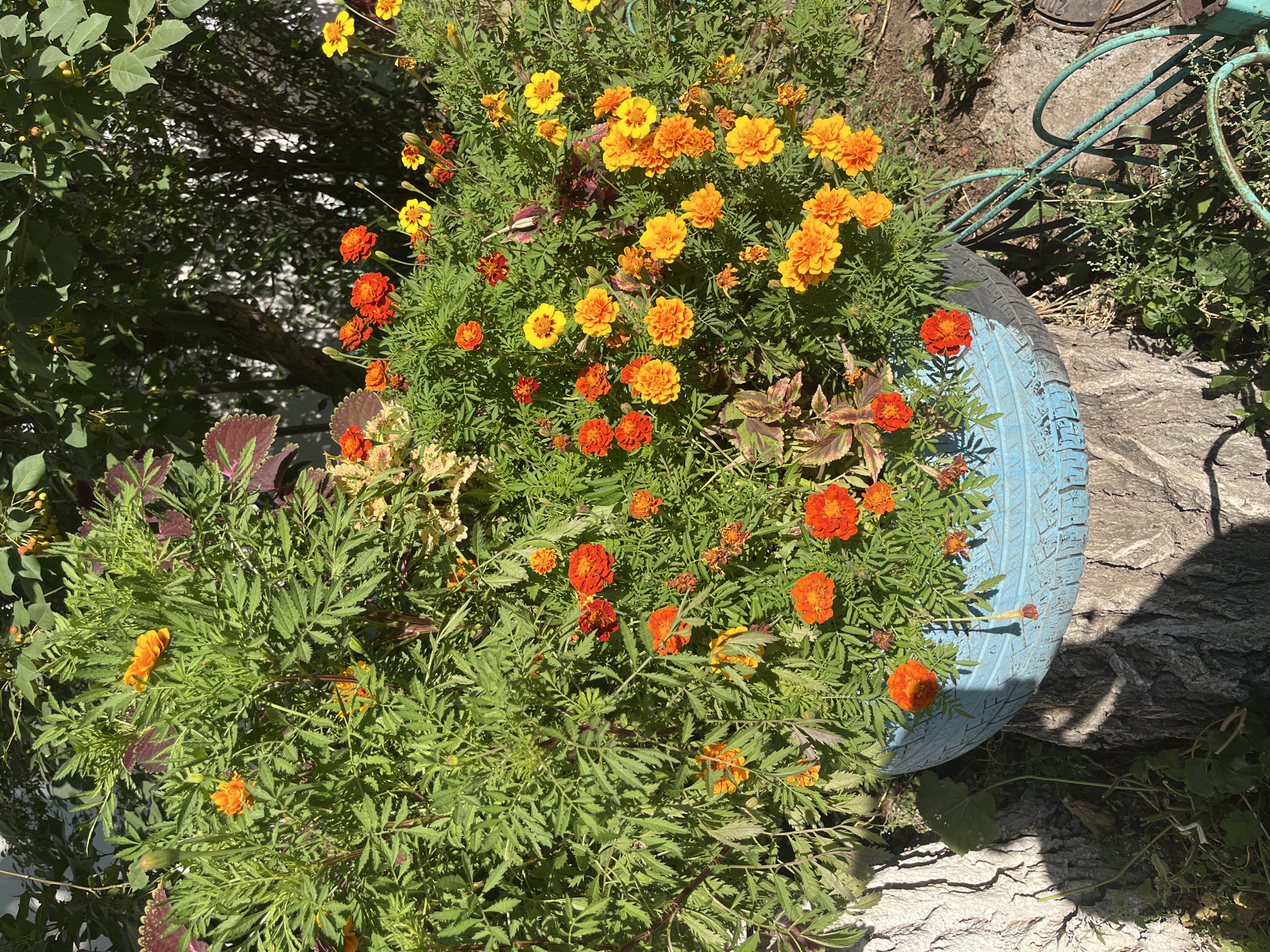 This image depicts a vibrant planter filled with marigolds, predominantly in shades of orange and yellow. The flowers are densely packed, with some showing unopened buds. The planter itself is a repurposed blue tire, resting on a weathered tree trunk. Behind the planter, lush green foliage and dark tree trunks are visible, suggesting an outdoor setting. The lighting indicates a sunny day, casting distinct shadows. There are no people or animals visible in the image. The scene is likely a garden or a decorative outdoor space, possibly in a residential area of Astana, Kazakhstan, given the context provided.