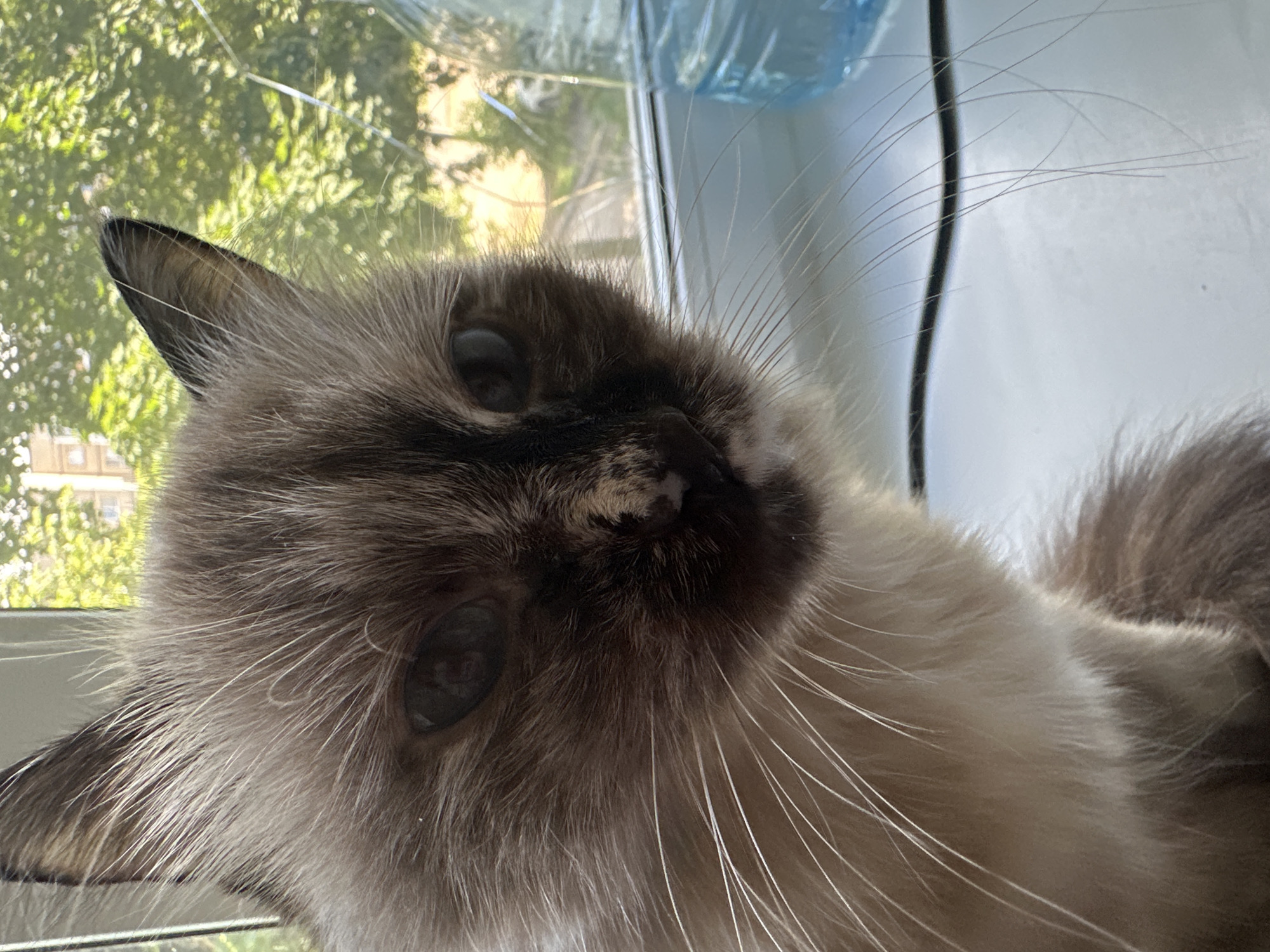 The image shows a close-up of a Siamese cat sitting on a windowsill. The cat has cream-colored fur with darker brown points on its ears, face, and tail. Its eyes are dark blue. In the background, through a window, lush green trees and a building can be seen, suggesting an outdoor urban or suburban environment. A large blue water bottle is visible on the right side of the windowsill. The scene appears to be indoors, with the cat positioned to look out the window. The lighting suggests it is daytime. There is no specific indication of the city of Chaikovsky, Russia, in the image itself.