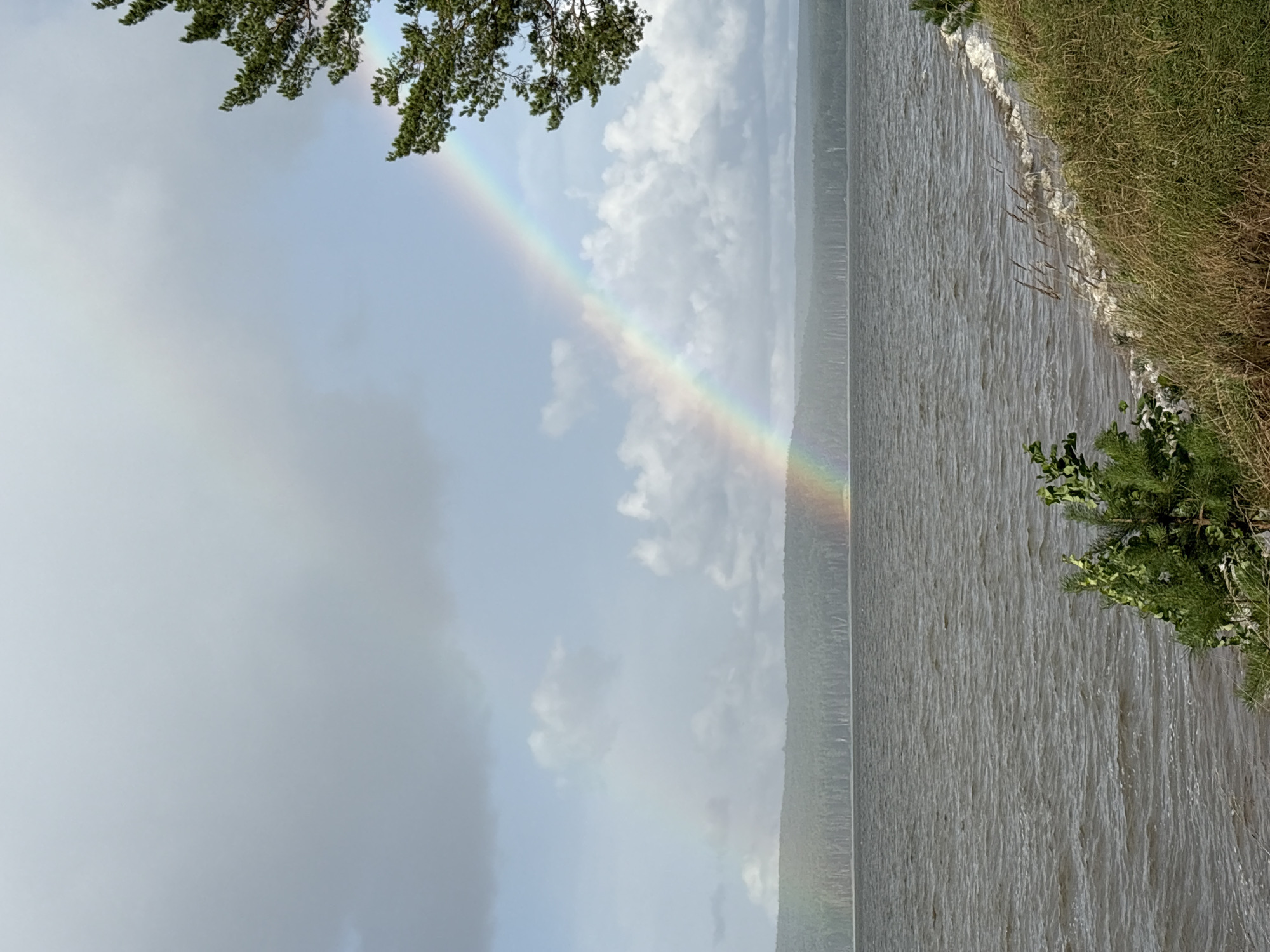 A wide shot captures a serene natural landscape under a cloudy sky. The foreground is dominated by a body of dark, choppy water, with a gentle wave lapping at the grassy shore on the right. A small, leafy green plant grows from the bank. In the distance, a dense, dark green forest stretches across the horizon, forming a stark contrast with the lighter sky. Arching across the sky is a vibrant rainbow, its colors visible against the muted clouds. A portion of a pine tree with green needles juts into the frame from the upper right corner. The overall scene evokes a sense of tranquility and the beauty of nature.
