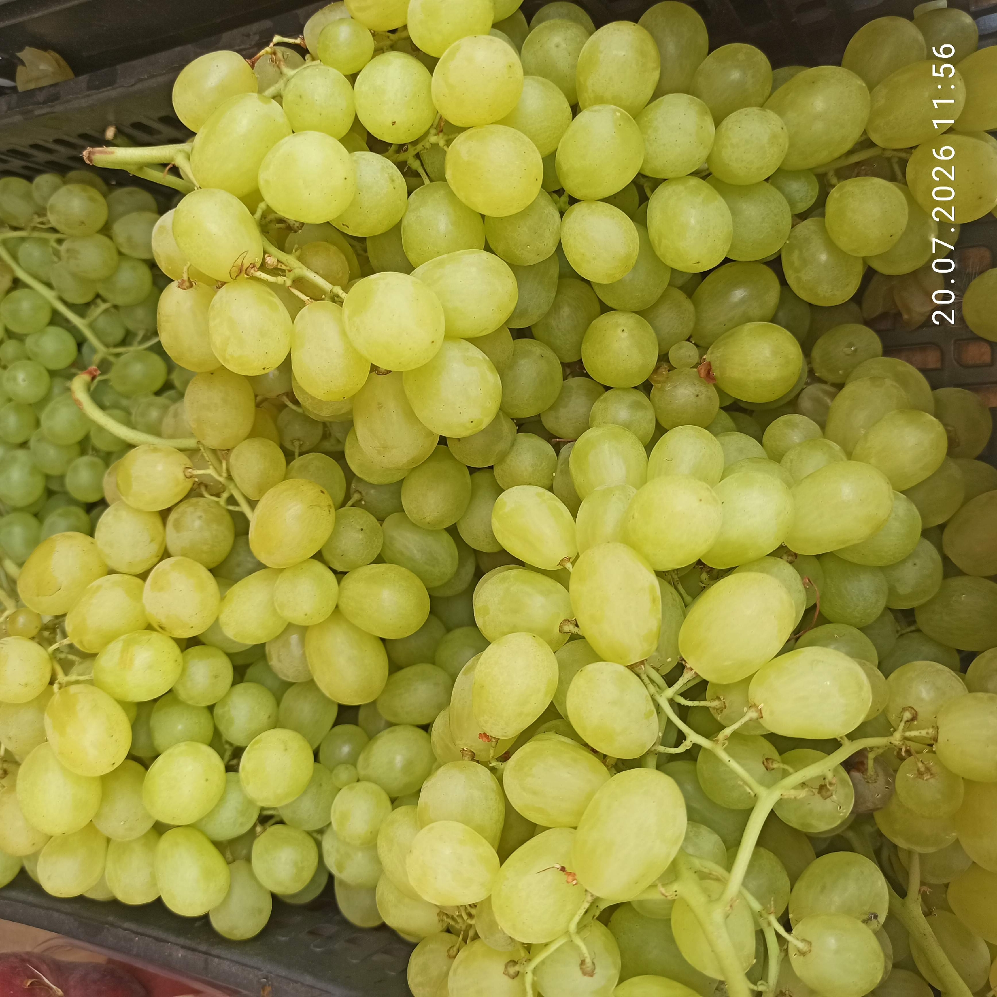 A close-up, overhead view captures a crate filled with ripe, green grapes. The grapes are clustered tightly together, with some stems visible. The texture of the grapes appears smooth and slightly translucent. The lighting suggests an outdoor or well-lit indoor environment, as indicated by the shadows and highlights on the fruit. A timestamp in the lower right corner reads "20.07.2026 11:56". The image is focused on the grapes, with the background consisting of the dark plastic crate and some blurred green grapes in the distance. The scene is devoid of any human presence. It's impossible to determine the specific location within Bitonto, Italy, from this image alone.