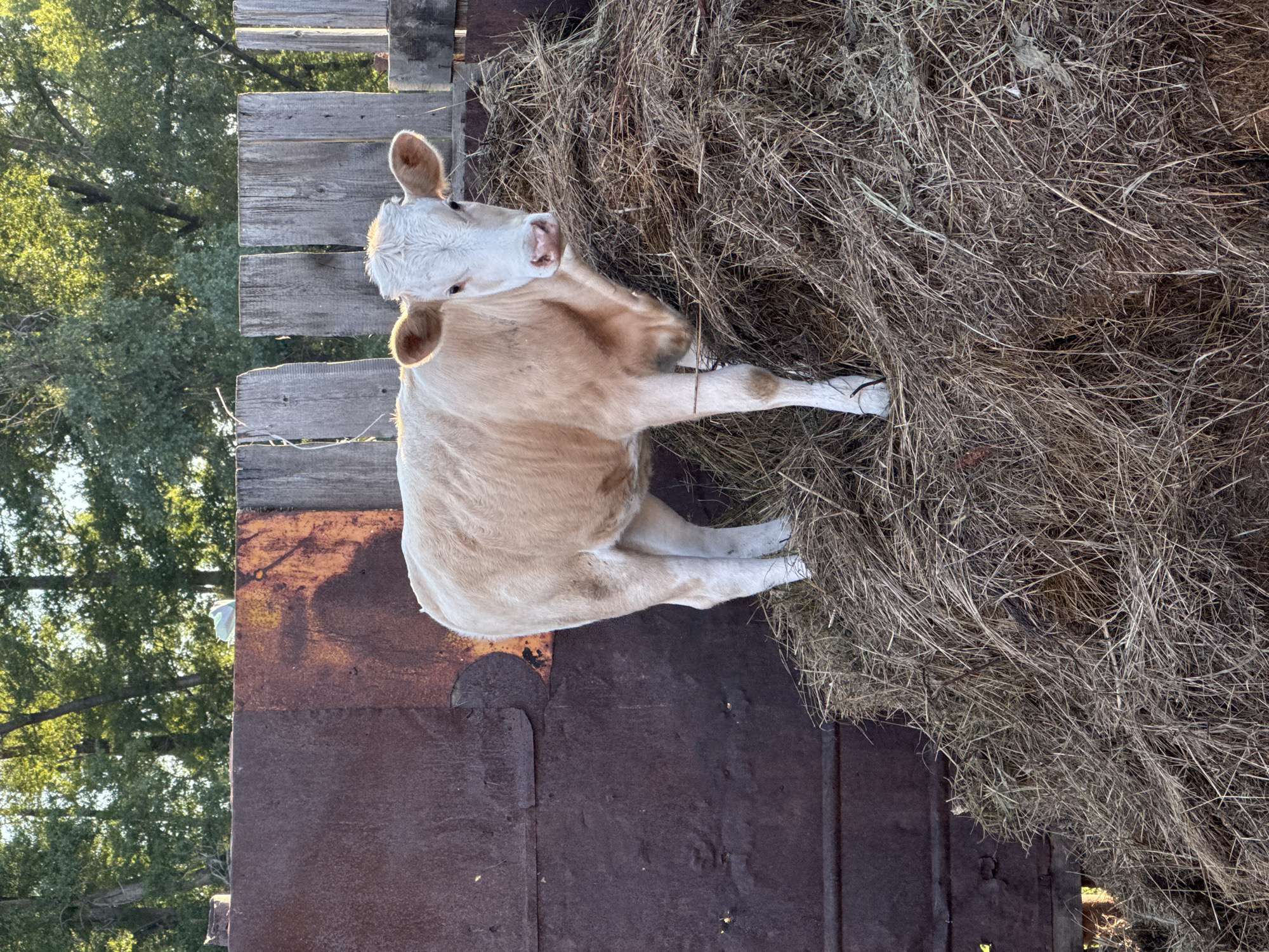 In Starokhalilovo, Russia, a light-colored calf stands on a mound of hay. The calf faces forward, its head slightly tilted. Behind the calf, a rustic wooden fence is visible, and beyond that, trees with green foliage are illuminated by sunlight. To the left of the calf, a large, weathered metal structure with a rusty patina occupies the frame. The scene is set outdoors, with dry hay forming the immediate foreground and midground.