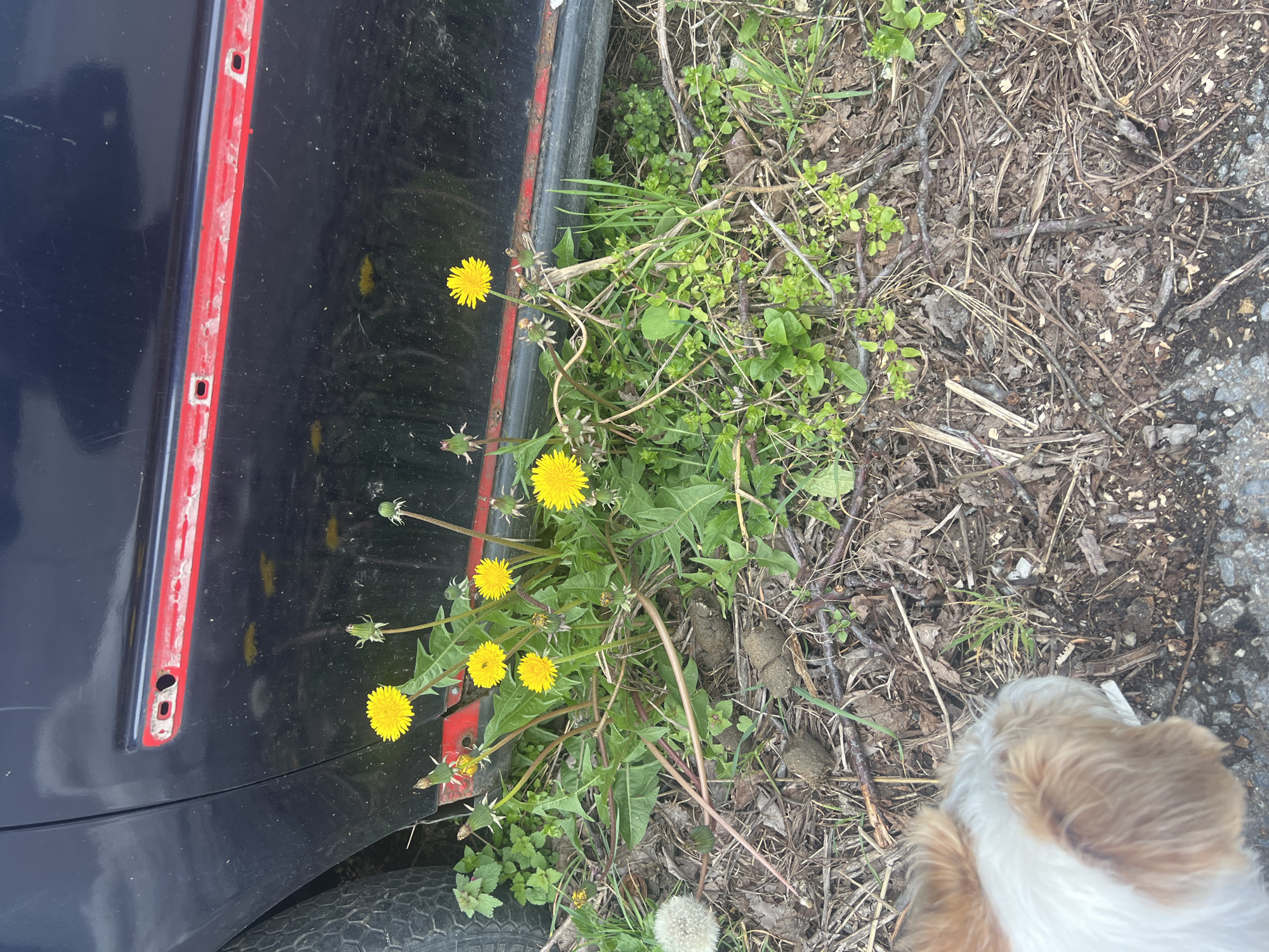 The scene features the side of a dark blue or black vehicle with a red trim, alongside a patch of weeds and dandelions growing near a roadside. The vehicle's tire is visible near the bottom. The ground consists of dry leaves, twigs, and some gravel. A portion of a dog's head, primarily its ears, appears in the bottom right corner. The image provides insufficient information to definitively establish the location as Belgrade, Serbia. No people or specific actions are observed.
