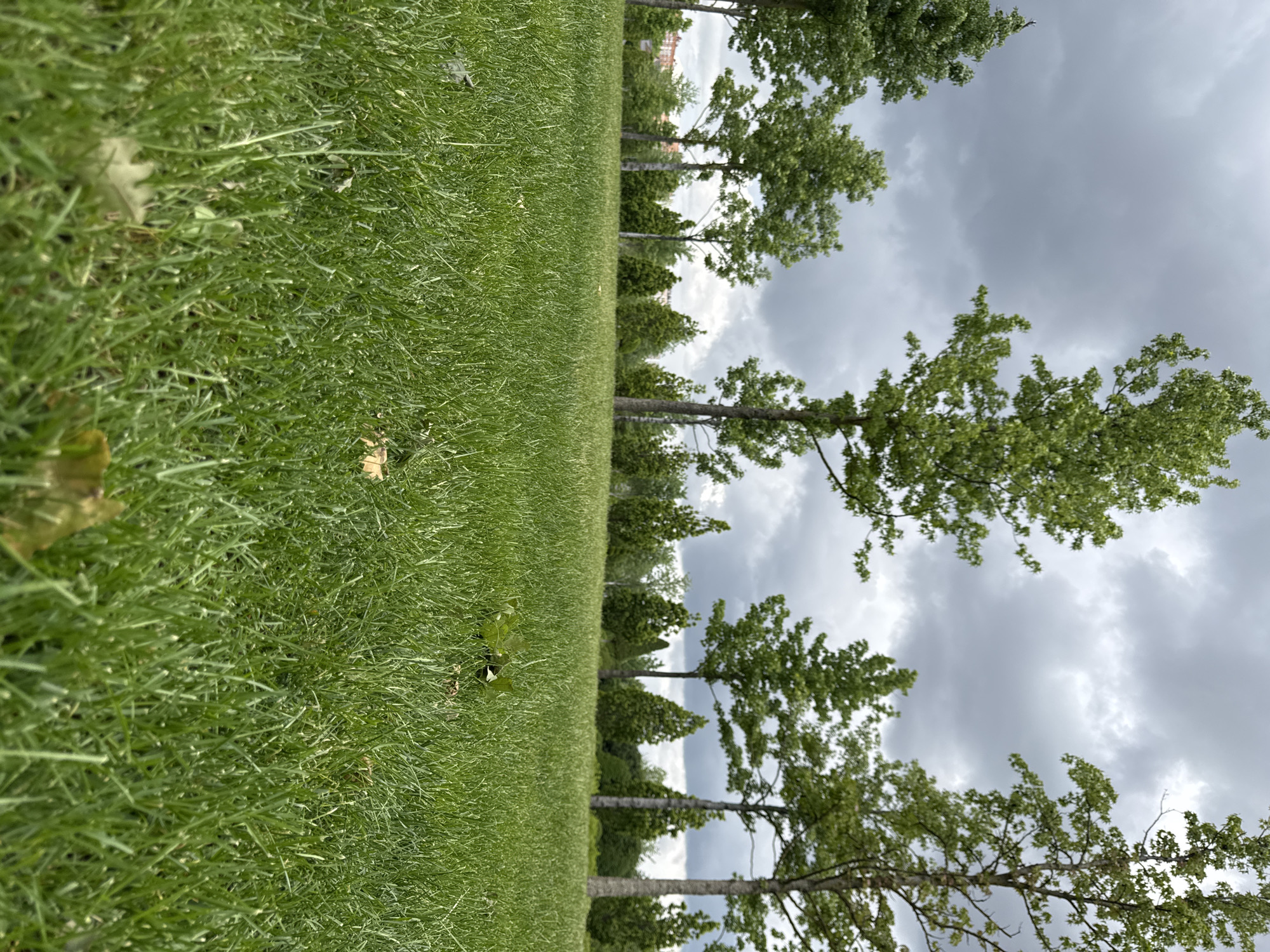 The image depicts a patch of green grass in a park setting. A line of trees extends along the right side of the frame, with a cloudy sky visible above the trees. Based on visual cues, the location is suspected to be Krasnodar, Russia. There are no people visible.