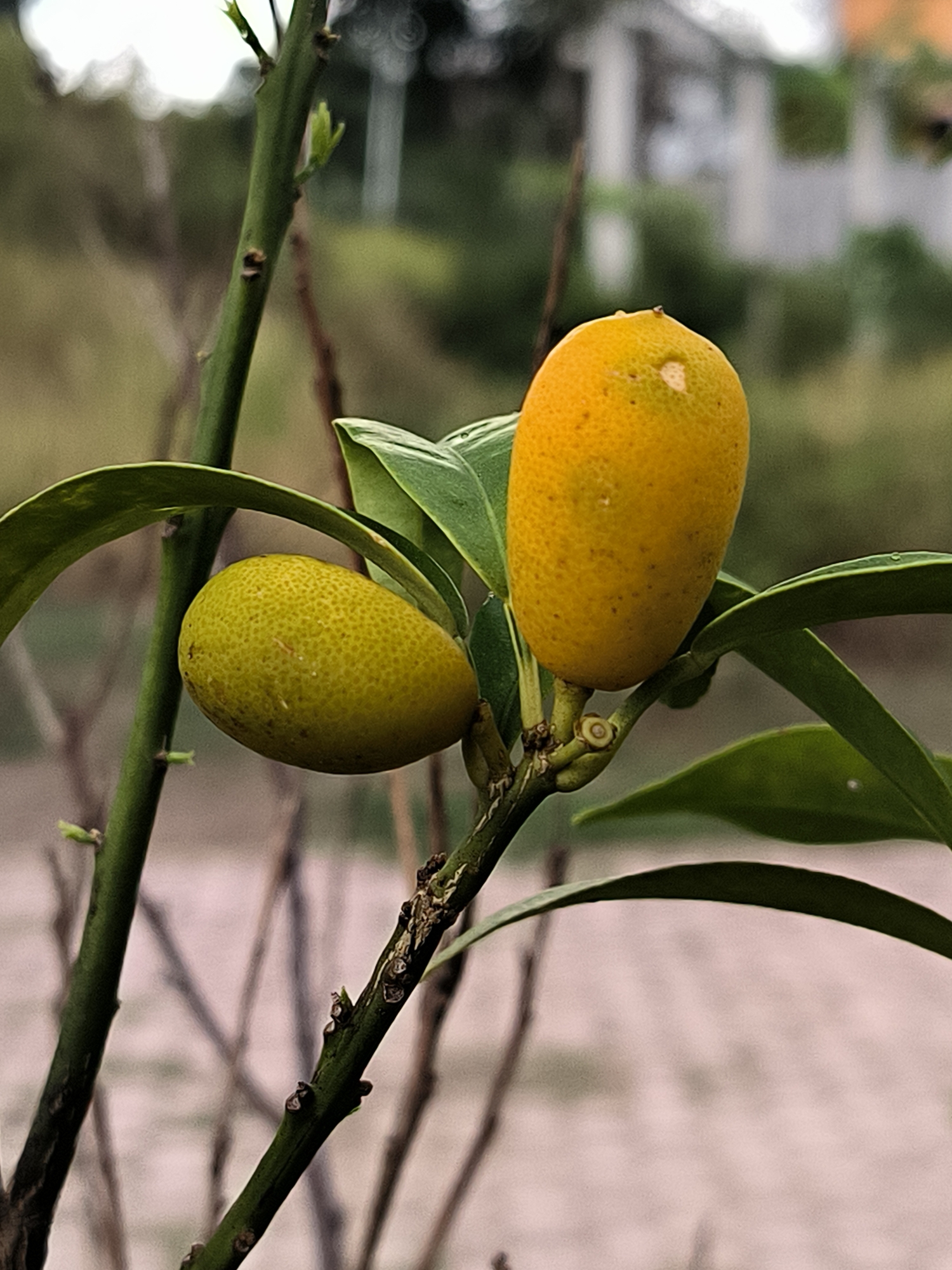 Two kumquats are visible on a branch. One is green and the other is orange. They are surrounded by green leaves and the background is blurred. The scene appears to be an outdoor garden in Lhokseumawe, Indonesia.