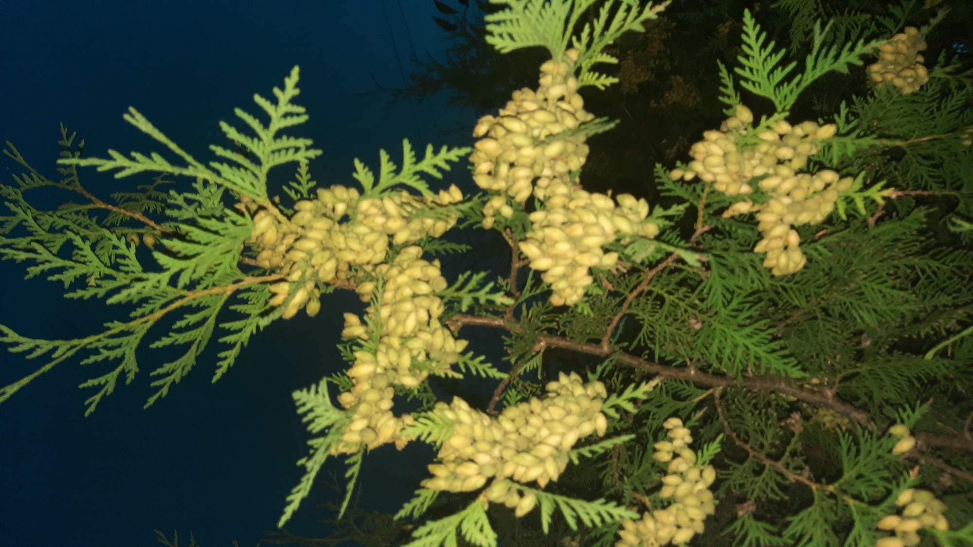 The image shows a close-up view of a coniferous tree branch laden with numerous small, light-colored seed cones. The cones are clustered together, appearing oval-shaped and slightly pointed. The needles of the tree are a vibrant green, forming a feathery texture. The background is a dark, deep blue, suggesting it is nighttime or very late dusk. The lighting on the branch and cones is soft, indicating an artificial light source is illuminating the subject from the front. The image appears to have been taken in an outdoor setting, possibly a garden or park, in the city of Shklow, Belarus.