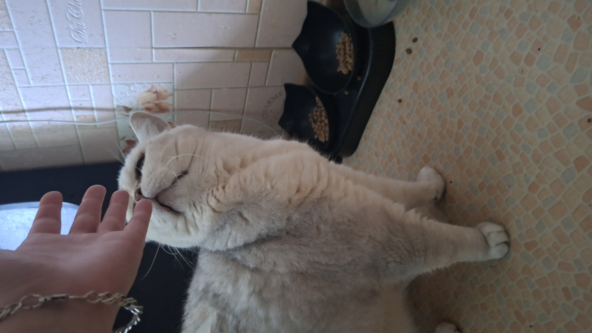 A domestic cat, a short-haired breed with light fur and subtle gray tabby markings, is being touched on the nose by a human hand. The cat's eyes are partially closed, and its head is tilted upwards, suggesting a moment of gentle interaction. The cat is positioned in the foreground, with its body partially visible from the side. In the background, a black cat food dish filled with kibble is visible, along with a tiled wall. The floor is a mosaic of small, square tiles in muted shades of pink, beige, and light blue. The scene takes place indoors, likely in a kitchen or dining area. The presence of a bracelet on the human's wrist is also noted. No specific location in Myadzyel, Belarus can be identified from the image.