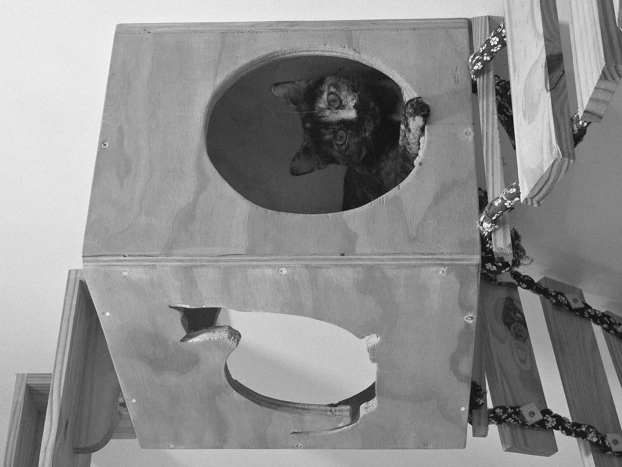 The image shows a black and white photograph of a cat resting inside a wooden structure. The structure appears to be a multi-level cat tree with openings. The cat, a tortoiseshell breed, is visible through a circular opening in one of the wooden boxes. Its paws are resting on the edge of the opening. The cat tree is made of unfinished plywood and is supported by wooden beams and rope. The background is a plain, light-colored wall. The image does not contain any information about the location in the city of Málaga, Spain.