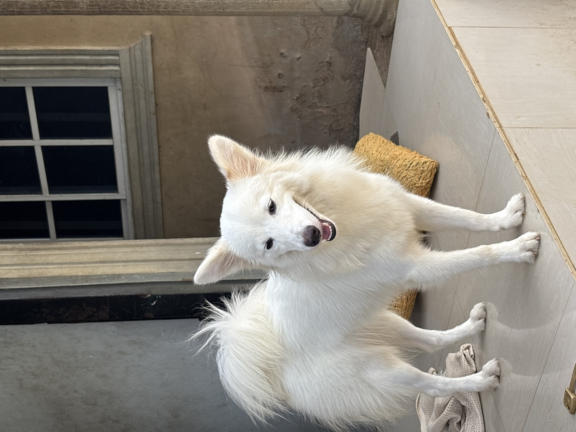 A white dog, possibly a Spitz breed, is lying on a tile surface. It is lying on what appears to be a yellow rug. There is a window in the background. The exact location in Ikot Ekpene, Nigeria, is not discernible from the image.
