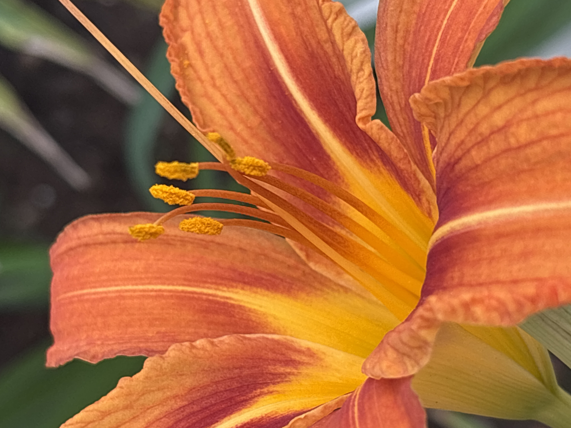 A close-up, macro photograph focuses on the intricate details of an orange lily in Sochi, Russia. The flower's vibrant petals, displaying a gradient of orange to yellow with deep red-orange streaks, are prominently featured. Several stamen, tipped with bright yellow pollen, extend from the center of the bloom. A single, thin stamen or pistil extends diagonally across the upper right portion of the image. The background is softly blurred, with hints of green foliage and a dark, indistinct area. The lighting highlights the texture and delicate structure of the flower. There are no people or discernible human activity in the image.