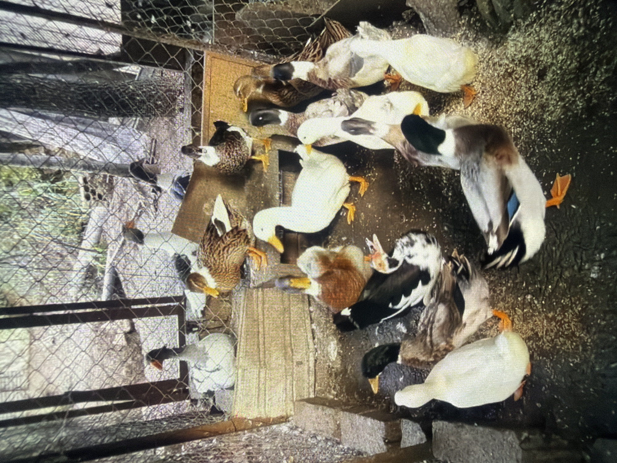 This is a medium-shot, eye-level photograph taken outdoors of a group of domestic ducks inside a fenced enclosure. The enclosure appears to be made of metal mesh and wooden planks. The ground is covered with dirt and scattered feed. Several ducks are visible, in various colors including white, brown, and black and white. Some are standing, while others are sitting or pecking at the ground. A wooden platform is present within the enclosure. The background consists of trees and other vegetation, suggesting a rural or semi-rural setting. The lighting is natural and appears to be daylight, casting soft shadows. There are no people visible in the image. This scene is located in the city of Bukuru, Nigeria.