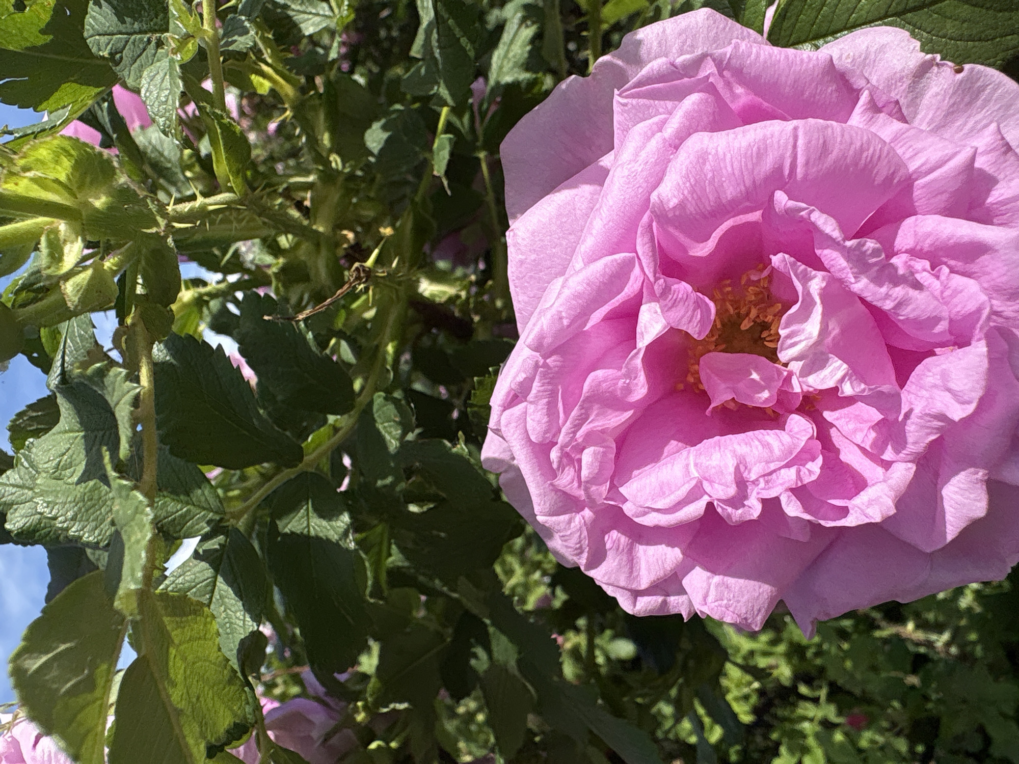 This media file captures a close-up, vibrant shot of a large, fully bloomed pink rose, or a similar rose-family flower. The flower dominates the right side of the frame, displaying numerous soft, ruffled petals with subtle variations in pink and lighter edges. Its center reveals a cluster of small, yellow stamens.
To the left and in the background, a dense arrangement of dark green leaves fills the scene. These leaves have visible veins and serrated edges. A thorny stem is also discernible among the foliage, confirming the presence of a rose bush. A clear patch of blue sky is visible in the upper left portion of the image.
No specific activity or event is taking place; the image is a static portrait of the blooming plant. Notable details include the bright, natural sunlight illuminating the flower and leaves, indicating a sunny daytime scene with clear weather. The provided location context is Perm, Russia. No emotions are explicitly conveyed. There is no visible text in the image.