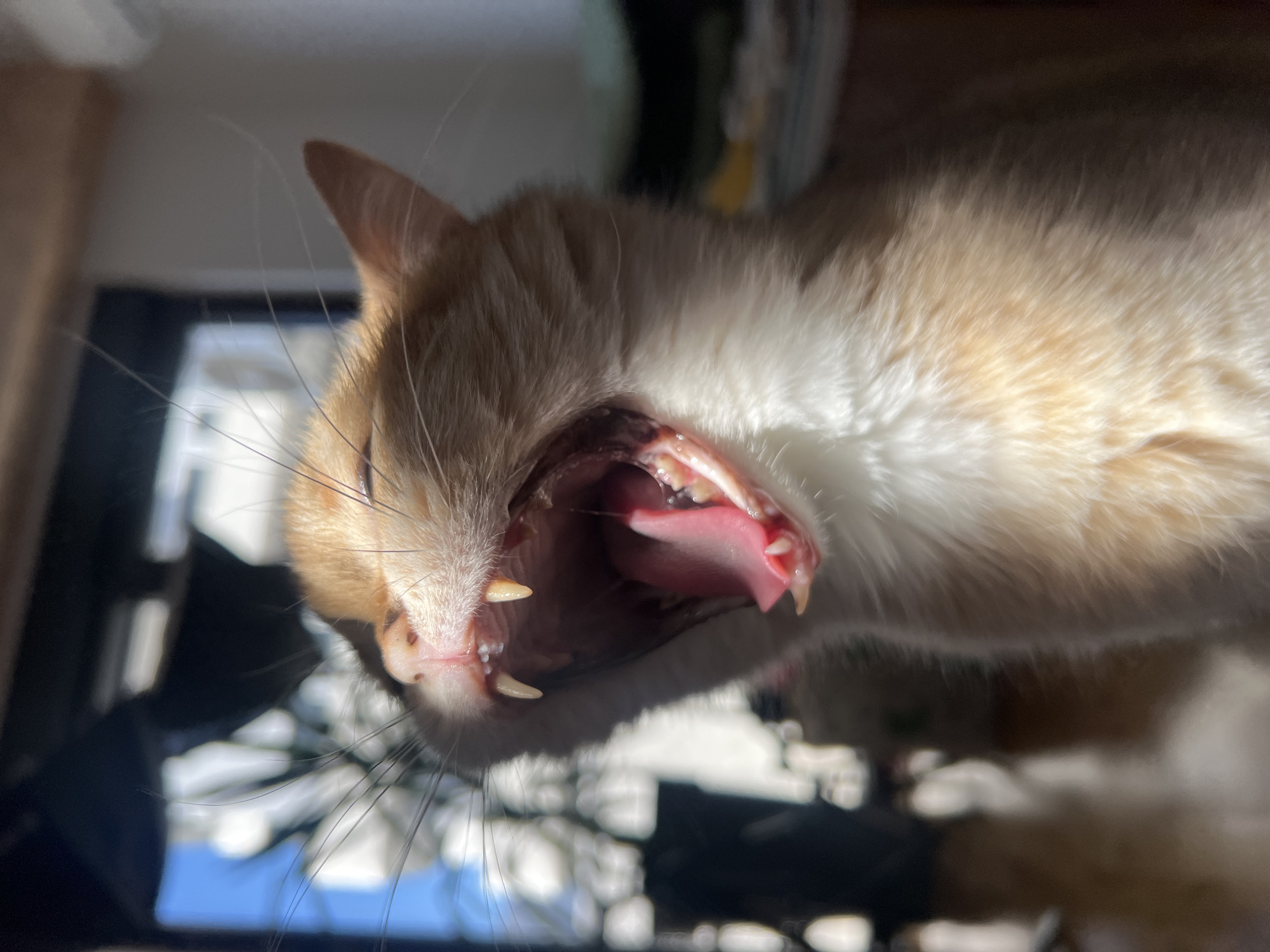An orange and white cat is positioned in the frame, its mouth wide open in a yawn or vocalization. The cat's teeth and pink tongue are visible inside its mouth. The background is blurred but appears to contain furniture.
