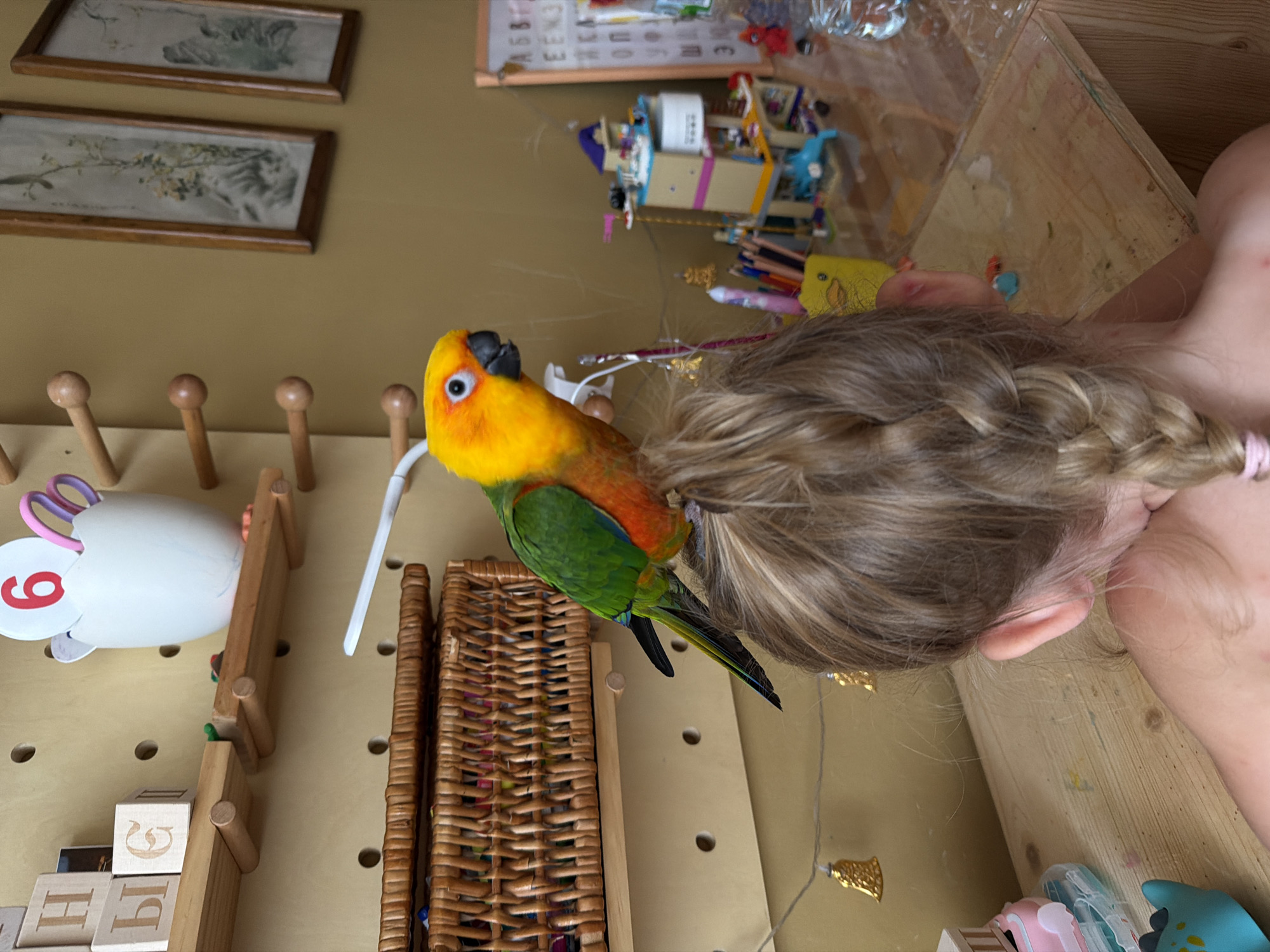 The image depicts a Sun Conure parrot perched on the braided hair of a young girl. The parrot has vibrant yellow and orange plumage on its head and chest, transitioning to green on its wings and tail. It is facing the viewer's left, with its black eye clearly visible. The girl is viewed from behind, her blonde hair styled in a braid that hangs down her back. She appears to be sitting at a wooden desk.
The background suggests a child's play area or craft space. A pegboard wall is visible behind the girl, adorned with wooden blocks bearing Cyrillic letters, a white egg-shaped holder containing scissors and a pink object, and small wooden pegs. A woven basket filled with colorful items sits on a wooden shelf. Further back, a whiteboard with writing and artwork is present, along with a blurry Lego structure and other toys. Decorative string lights with small golden bells are draped across the wall. The overall environment is domestic, suggesting a home setting, possibly a child's room or playroom. The image does not contain any elements that would allow for the precise identification of its location within the city of Khimki, Russia.