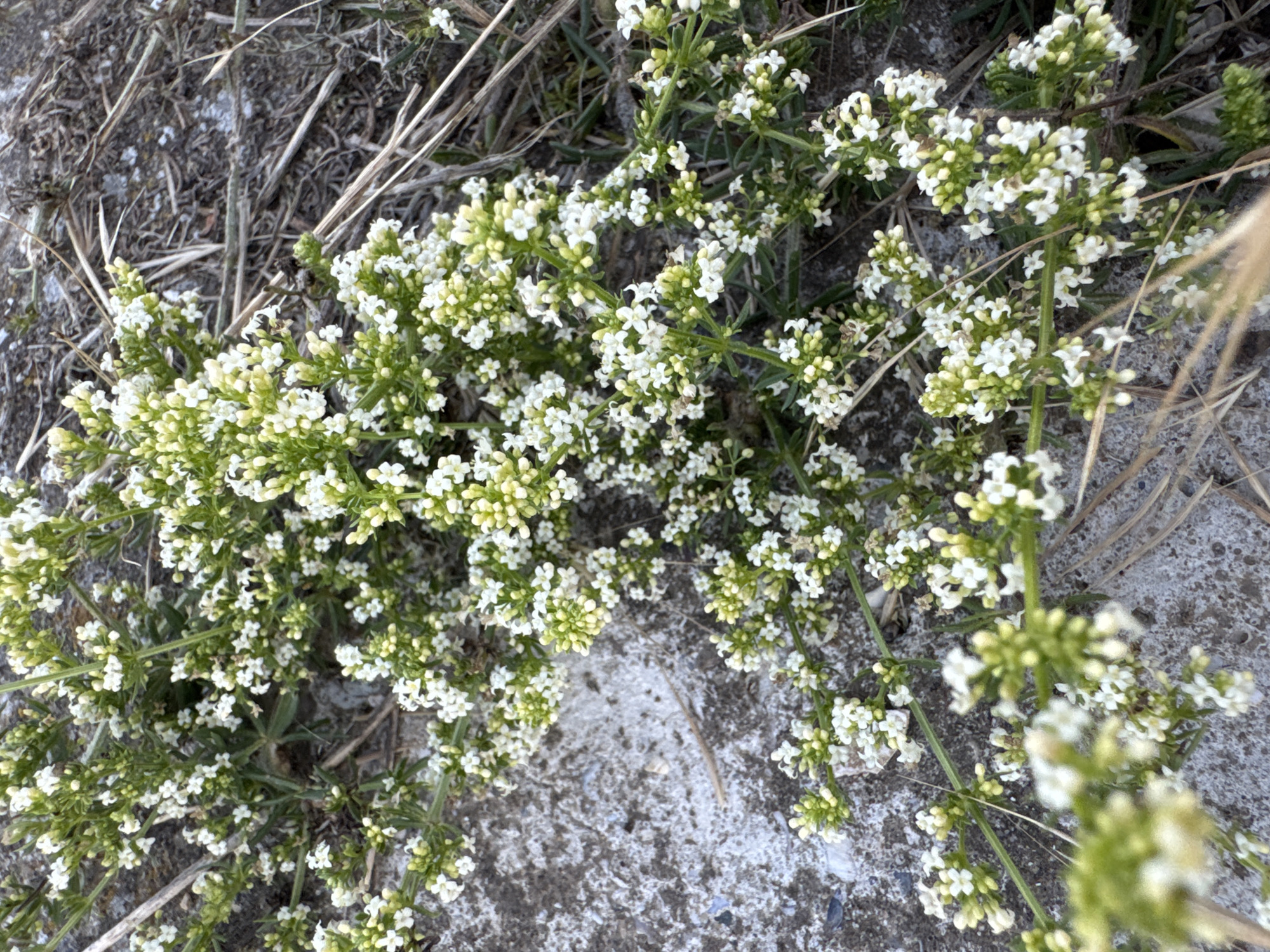 This is a close-up, eye-level photograph of a low-growing plant with numerous small, white flowers and green foliage. The plant is growing in sandy, somewhat arid soil, with dry grass and twigs also visible in the background. The flowers are clustered together along the stems, with some appearing as buds and others fully open. The overall impression is of a wild plant in a natural or semi-natural setting, possibly a coastal area given the sandy substrate and sparse vegetation. The image does not contain any people or specific landmarks that would indicate a particular location within the city of Odesa, Ukraine.