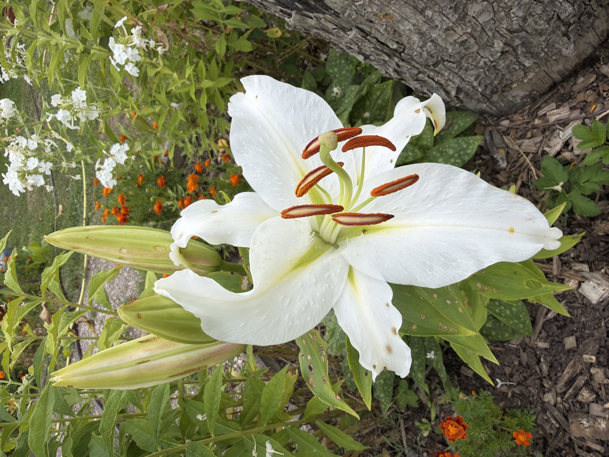 A close-up, eye-level shot focuses on a large, white lily bloom with prominent orange stamens, partially obscuring several unopened lily buds to its left. The lily is set against a backdrop of green foliage and other garden flowers, including smaller orange marigolds and white phlox. A portion of a rough-barked tree trunk occupies the right side of the frame. The ground is covered with mulch. The scene is set in a garden, possibly within the city of Bayreuth, Germany, given the context. There are no people or animals visible. The lighting appears to be natural daylight, casting soft shadows. The overall impression is one of natural beauty and tranquility.