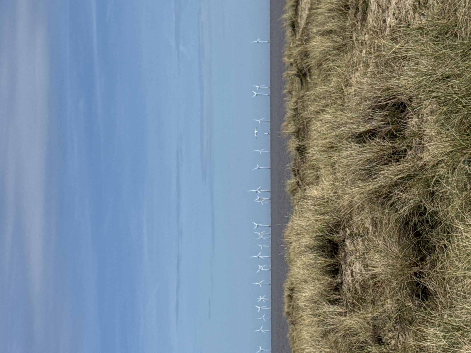 The image presents a landscape on a sunny day, seemingly captured at Gorleston-on-Sea, United Kingdom. The sky, a pale blue, occupies the majority of the left half of the frame, with thin, subtle cloud formations adding texture. A body of water stretches horizontally, separating the sky from the ground. Positioned within the water are numerous wind turbines, diminishing in size with distance, suggesting depth. The right side of the image is dominated by tall, dry grasses, which appear to be growing on a dune or elevated ground. The texture of the grasses is detailed, indicating individual blades and varying shades of beige and green. The ground slopes upward to the right, creating a visual barrier between the water and the unseen land beyond.
