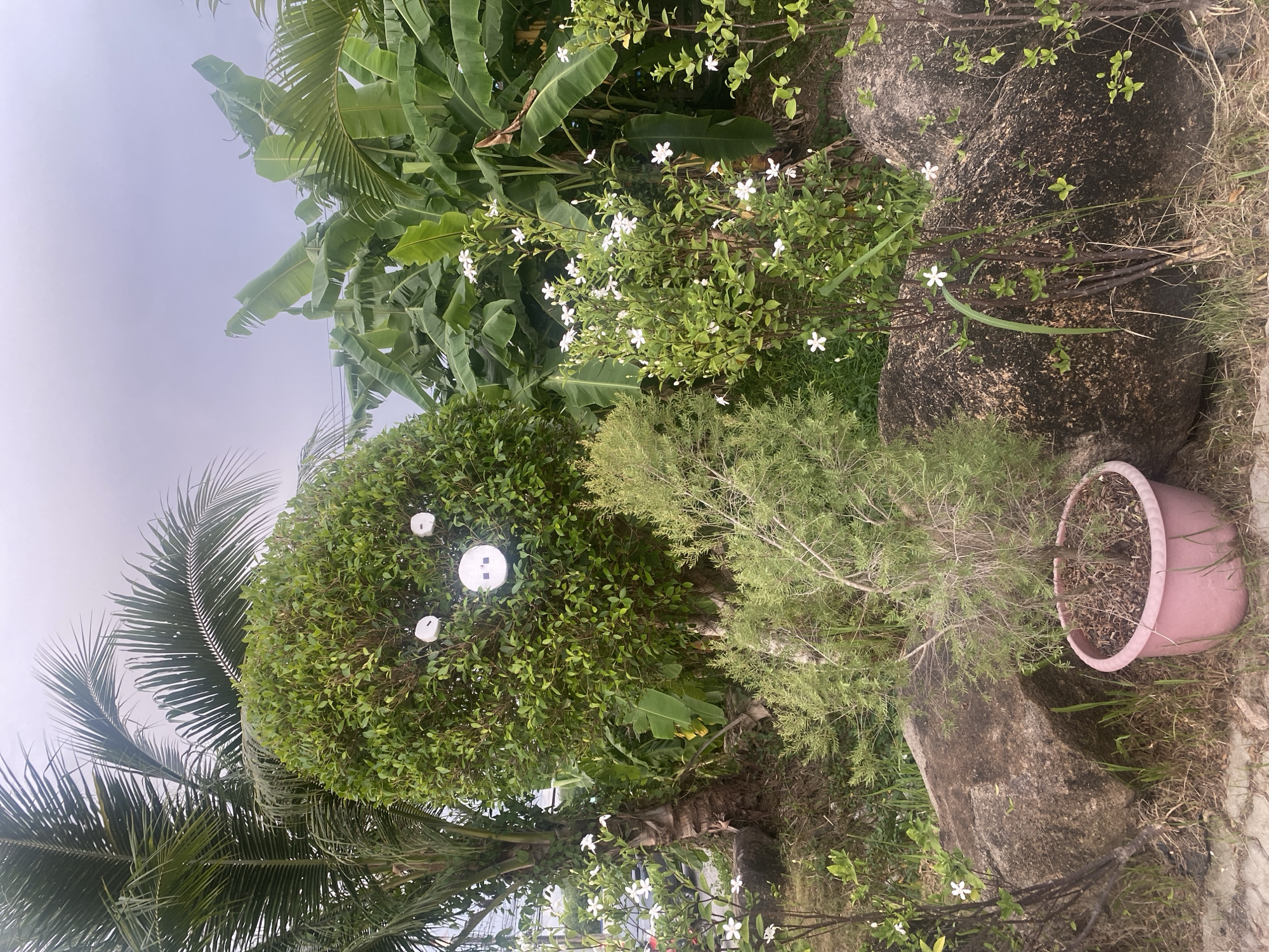 The image presents a garden scene in Choeng Thale, Thailand. It includes various types of foliage. There is a palm tree and banana tree with large green leaves. A bush with small white flowers is visible, adjacent to a trimmed bush with attached white circular objects. Another bush is growing in a pink pot placed beside a stone formation on the ground. The sky is overcast.