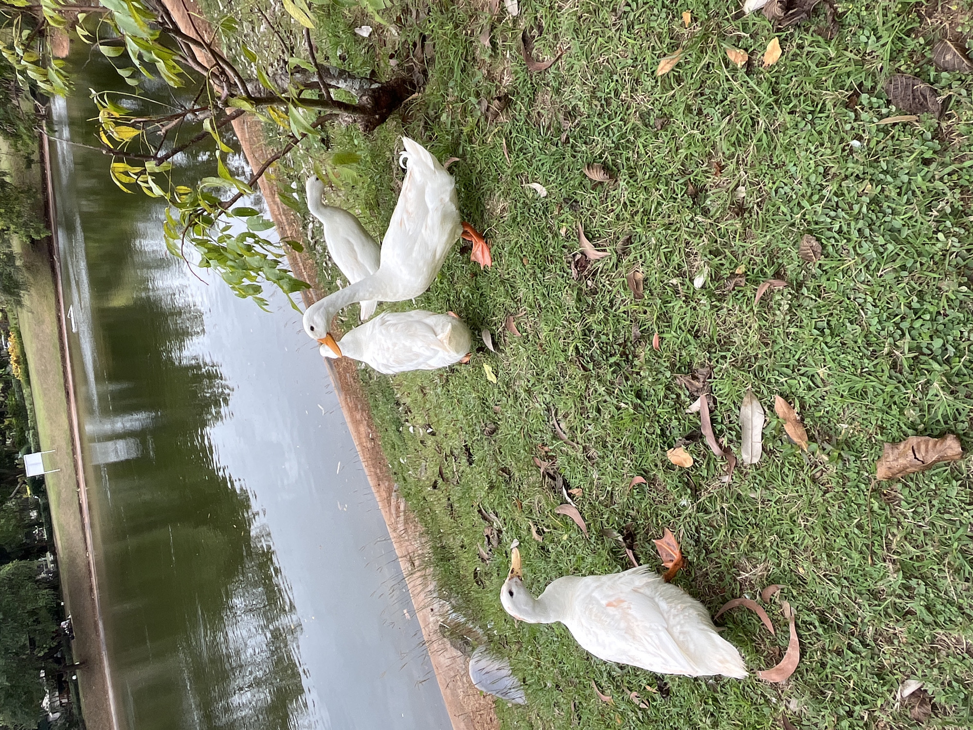 Four white ducks are gathered on a grassy bank next to a body of water. One duck is in the foreground on the left, facing right and slightly away from the viewer. Three other ducks are clustered together to its right and slightly behind it. The ducks have orange beaks and feet. The grass is green and somewhat uneven, with scattered dry leaves. Behind the ducks, the water appears dark and reflects the sky and trees. A tree with green leaves is on the right side of the frame, casting a shadow. In the background, trees and a white sign are visible across the water. The scene appears to be in a park-like setting.