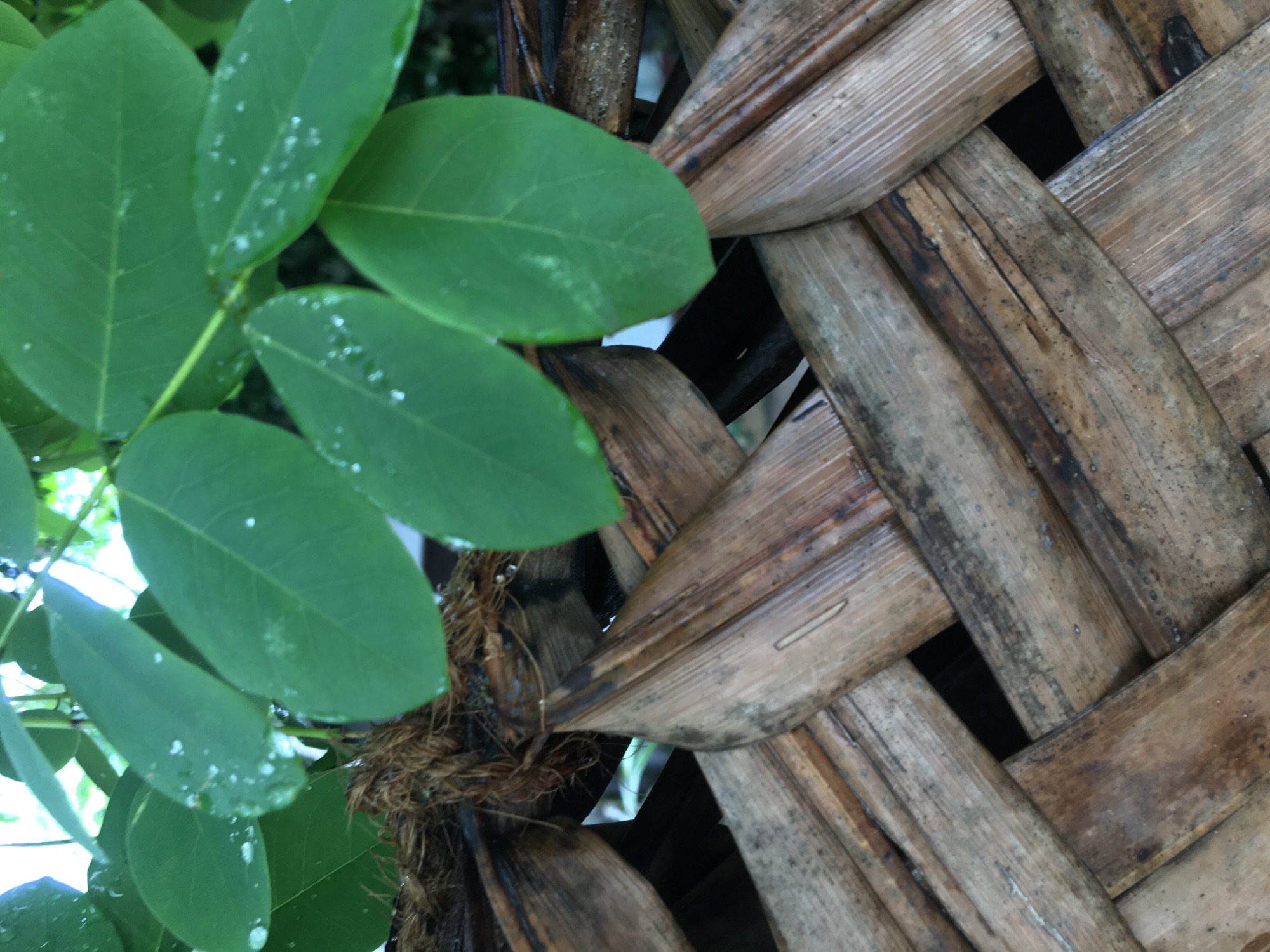 The image shows a close-up view of woven plant material, possibly bamboo, with green leaves present on the left side. The woven material is brown and weathered, with a visible texture. The green leaves have small white spots on them. In the gaps within the woven structure, there are glimpses of what appears to be a lighter-colored material, possibly metal or plastic. There is also what looks like brown fiber material intertwined at the juncture of the woven material and the leaves. The location is Unknown, Unknown.